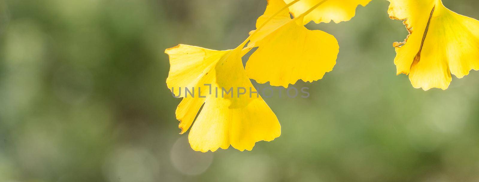 Design concept - Beautiful yellow ginkgo, gingko biloba tree leaf in autumn season in sunny day with sunlight, close up, bokeh, blurry background.