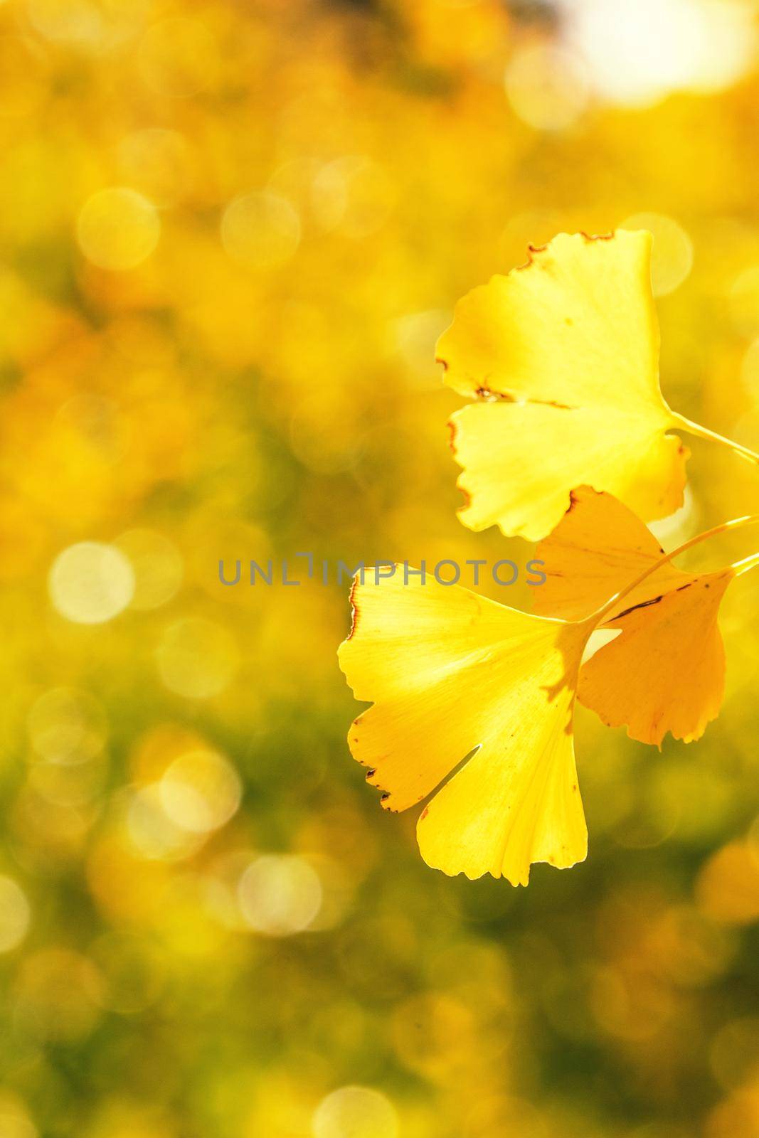 Design concept - Beautiful yellow ginkgo, gingko biloba tree leaf in autumn season in sunny day with sunlight, close up, bokeh, blurry background.