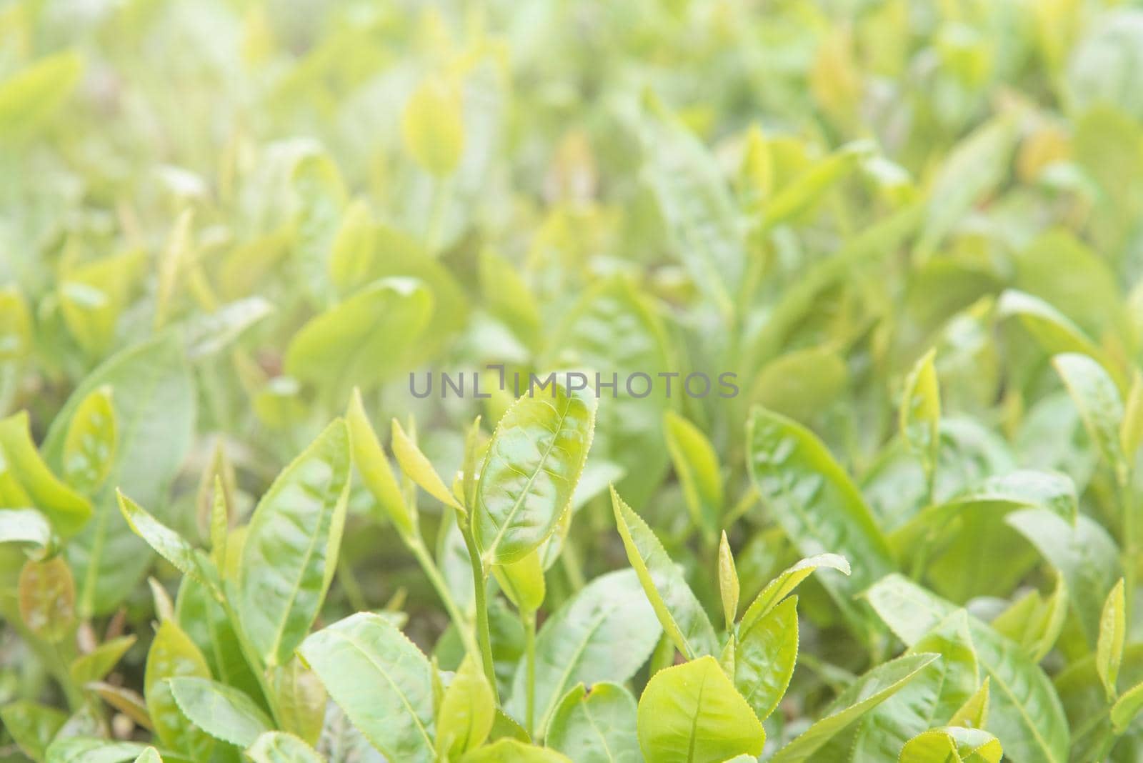 Beautiful green tea crop leaf in the morning with sun flare sunlight, fresh sprout on the tree plant design concept, close up, macro.