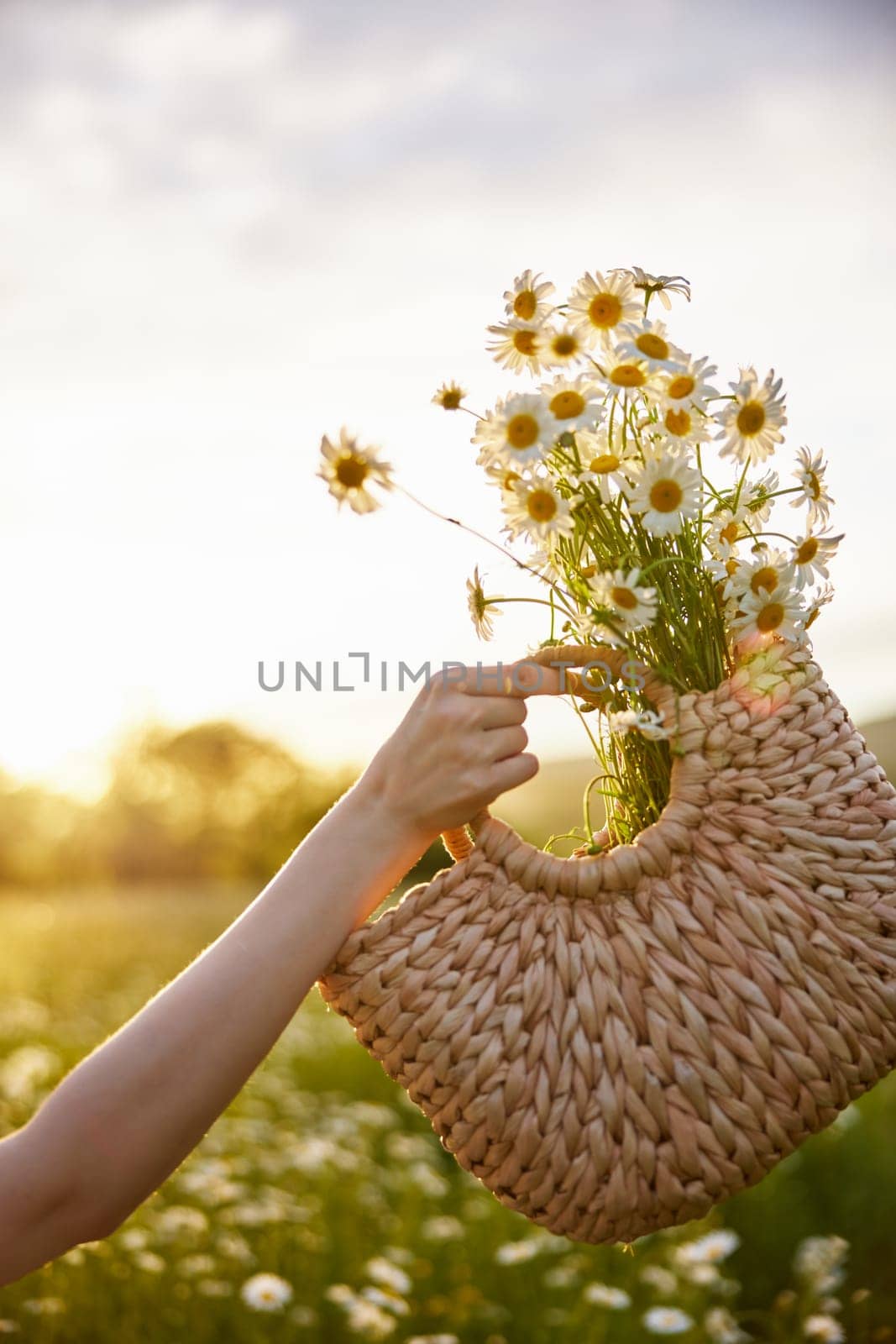 a woman holds a wicker basket with daisies in her hand against the sunset sky. High quality photo