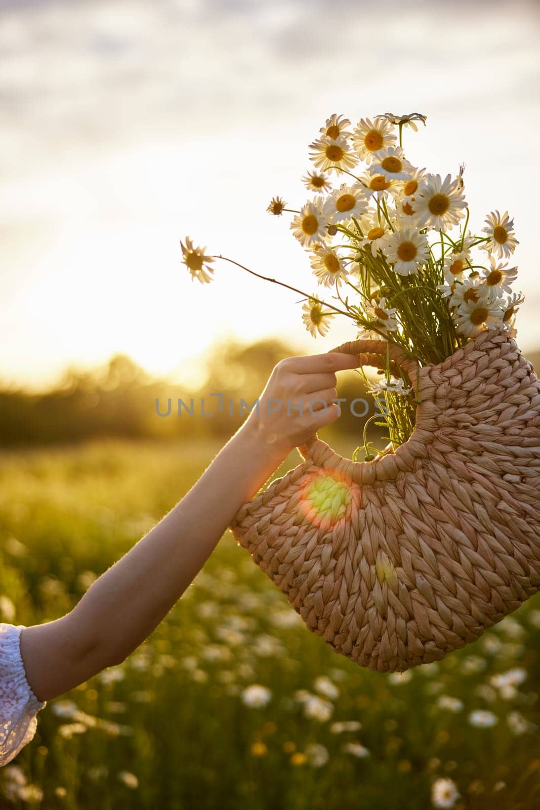 a woman holds a wicker basket with daisies in her hand against the sunset sky. High quality photo