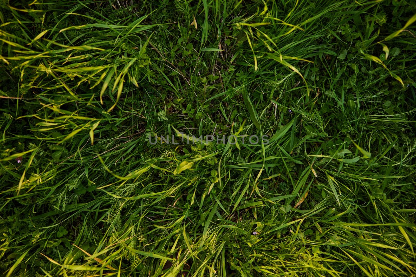 a close horizontal photo of the texture of high summer grass of rich green color taken from above. High quality photo