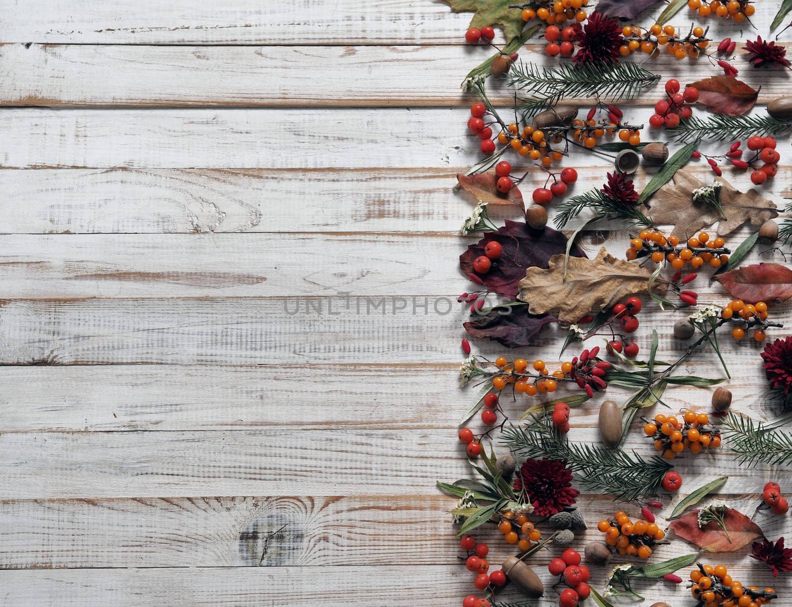 Space for text.Autumn.Background from medicinal berries of sea buckthorn,barberry,rowanberry, nuts and plant twigs on a white wooden table.Concept of medicinal plants.