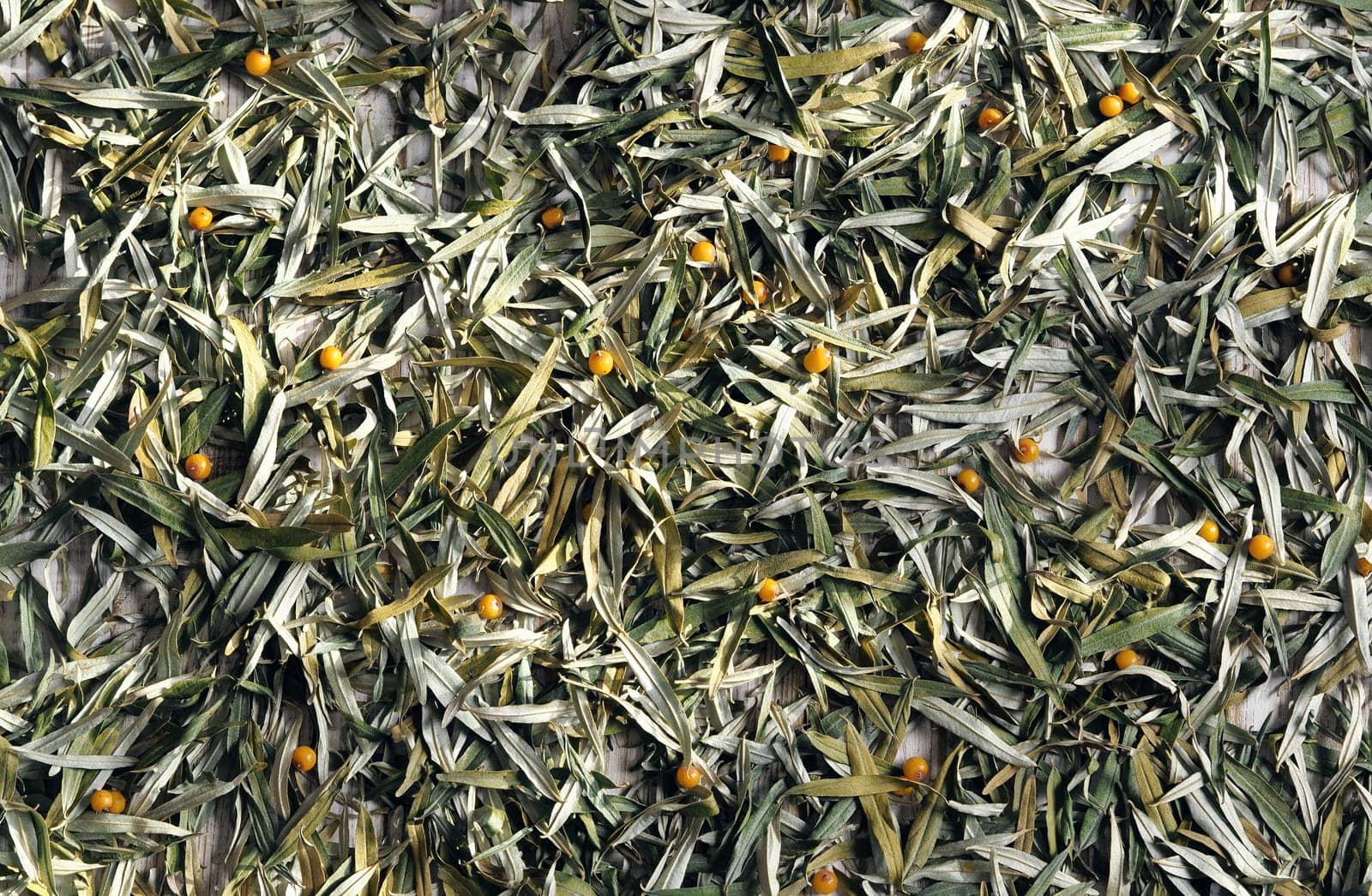 A bunch of dry sea buckthorn leaves prepared for medicinal tea. Autumn background and preparations of medicinal herbs.
