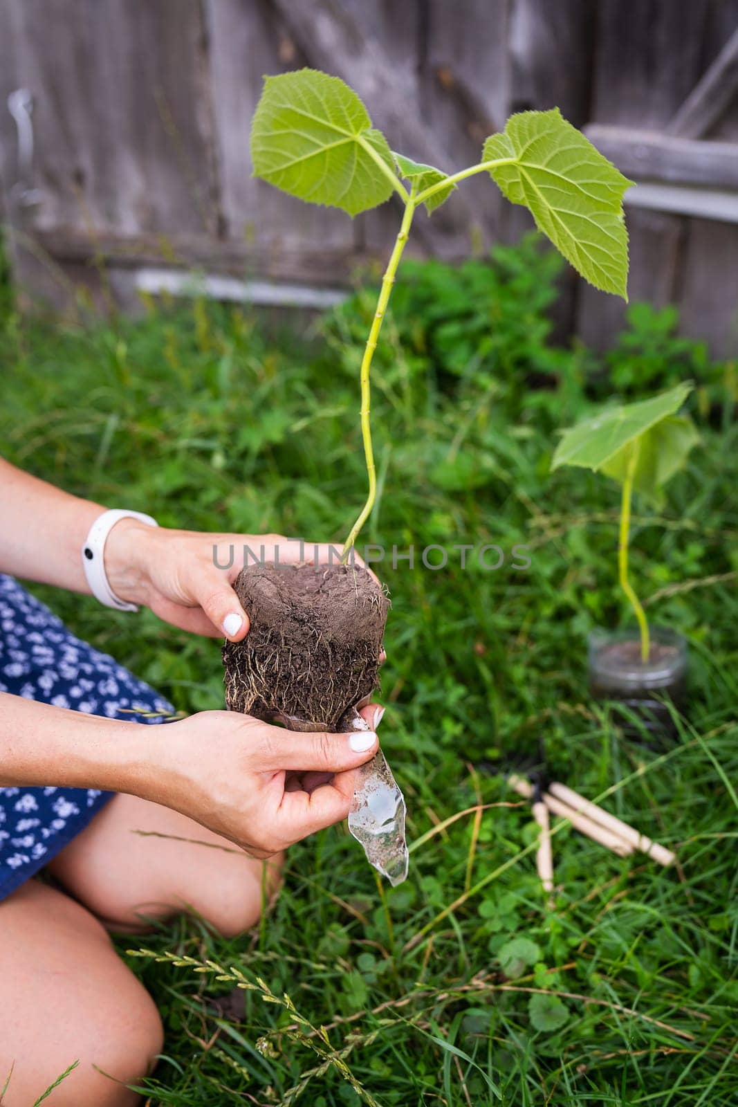 Young green paulownia tree. Cultivation of flowering trees by a gardener on an industrial scale. The process of extracting the tree from the container