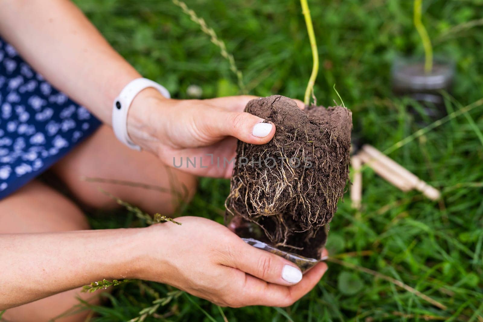 The process of planting paulownia, the root system in the hands of the gardener. Young green paulownia tree, breeding flowering trees by a gardener