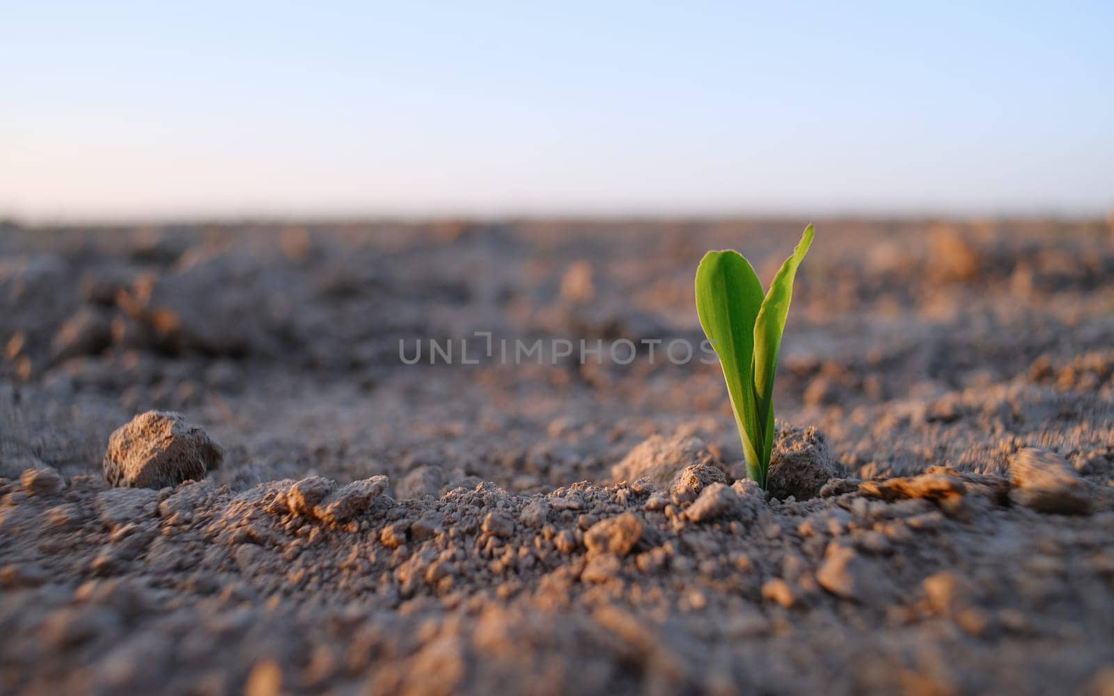 The plant comes out of the ground at sunset. Corn sprouts in the field. Sunset in a field where agricultural plants are sown. The season for sowing agricultural products.