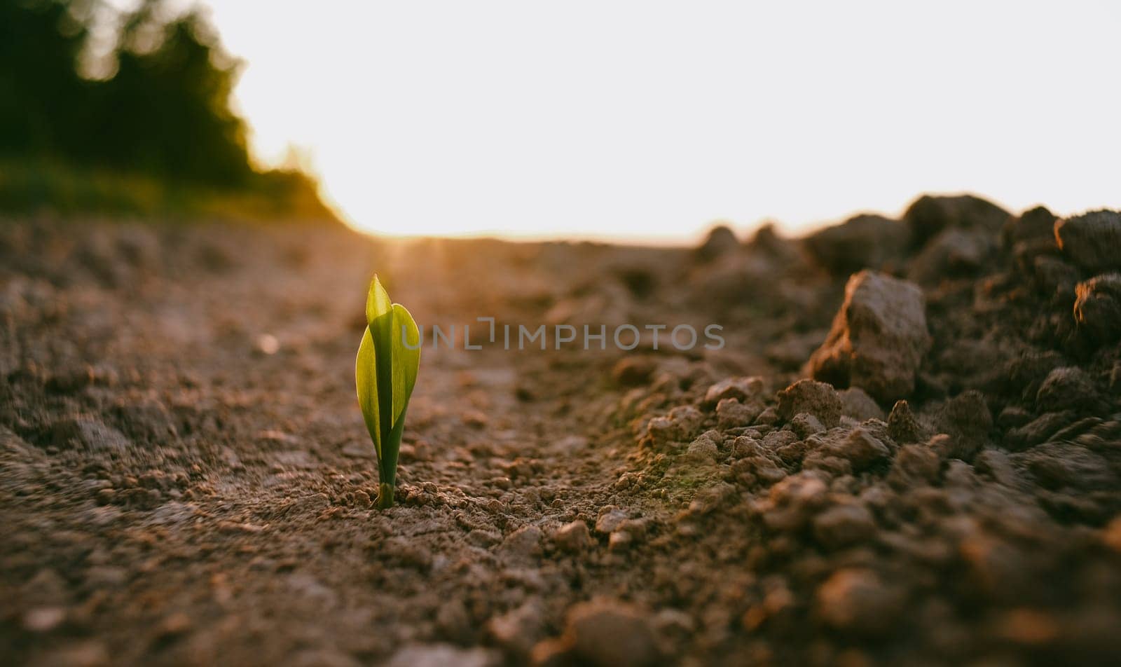 The plant comes out of the ground at sunset. Corn sprouts in the field. by N_Design