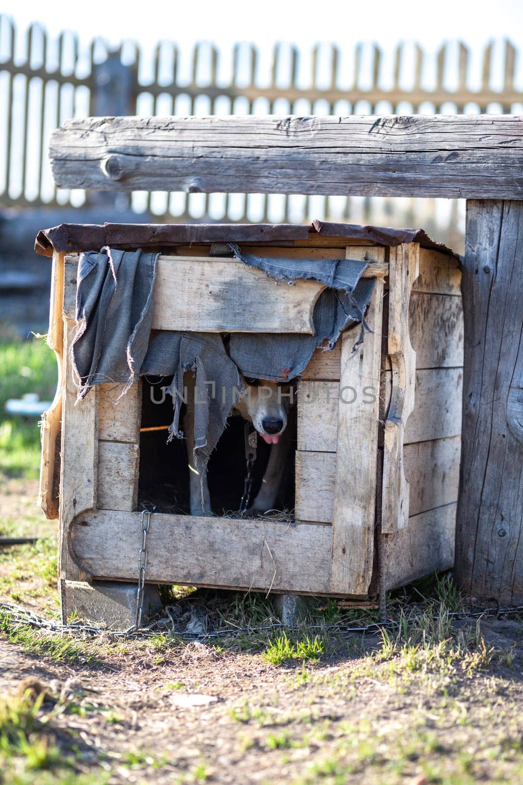 A cheerful big dog with a chain tongue hanging out sits in a booth. A dog on a chain that guards the house. Happy pet with open mouth. A simple doghouse in the background