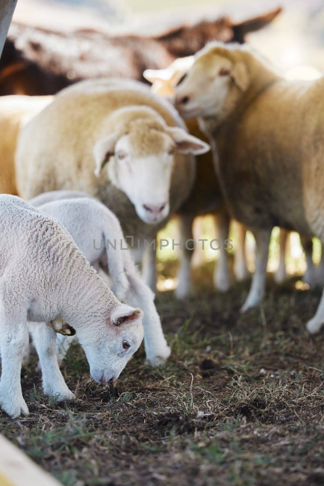 Sheep, farm animals and no people on a countryside field for agriculture business on grass. Sustainability, ecology and livestock production of animal group in nature on the ground soil for farming.