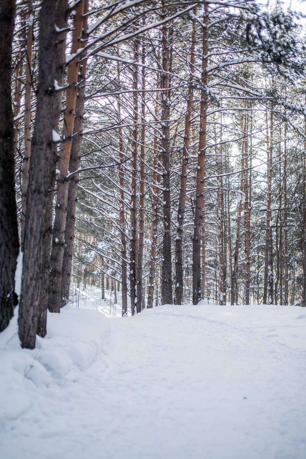 Winter road in a snowy forest, tall trees along the road. There is a lot of snow on the trees. Beautiful bright winter landscape. Winter season concept.