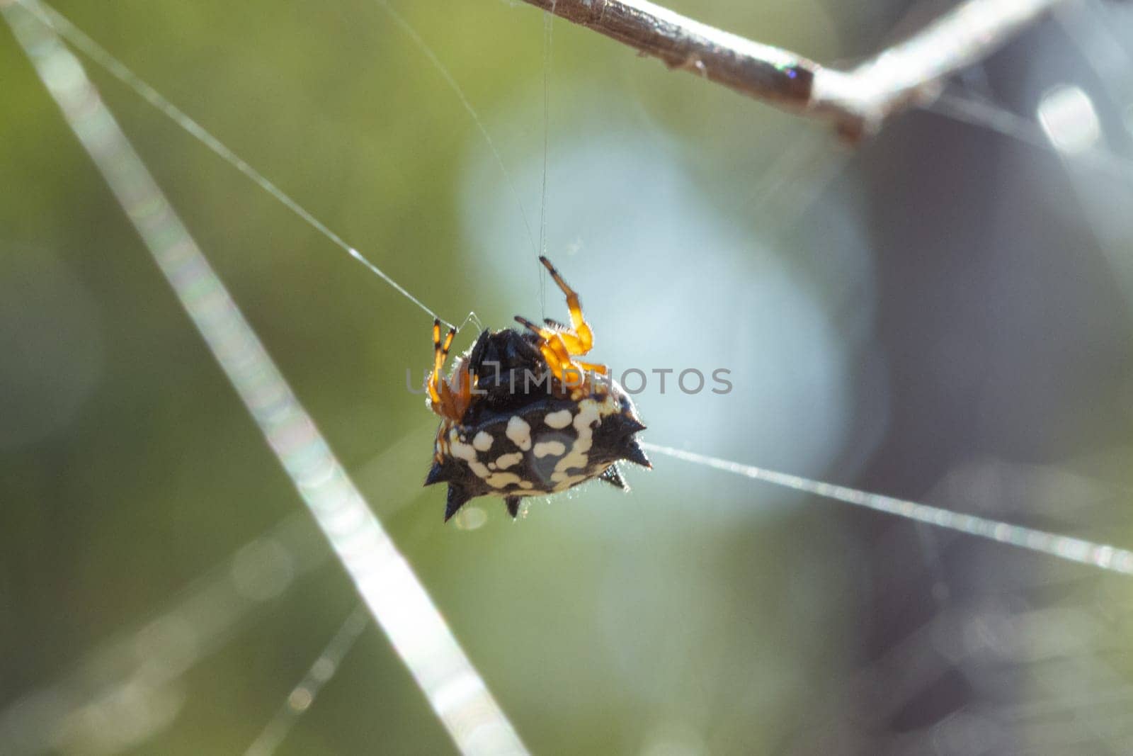 Colorful white, orange and black jewel spider suspended in its web by StefanMal