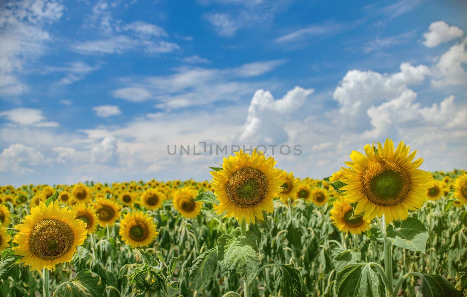 Sunflower flower on agriculture field. Cloudy sky.
