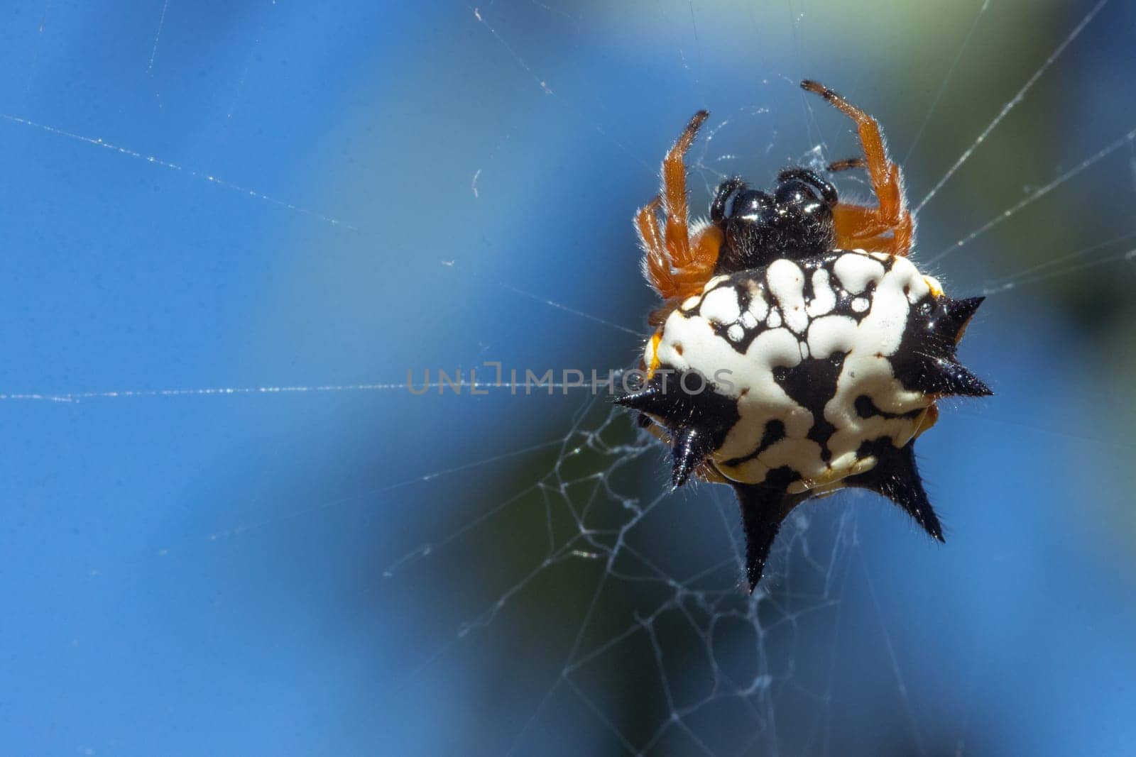 Intricate macro shot of a Jewel Spider, Austracantha minax, in its web. The arachnid's striking patterns and vivid colors illuminate its natural beauty.