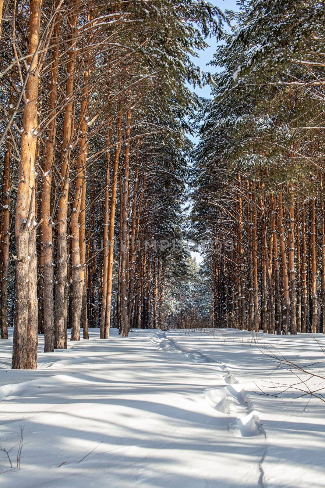 Winter road in a snowy forest, tall trees along the road. There is a lot of snow on the trees. Beautiful bright winter landscape. Winter season concept.