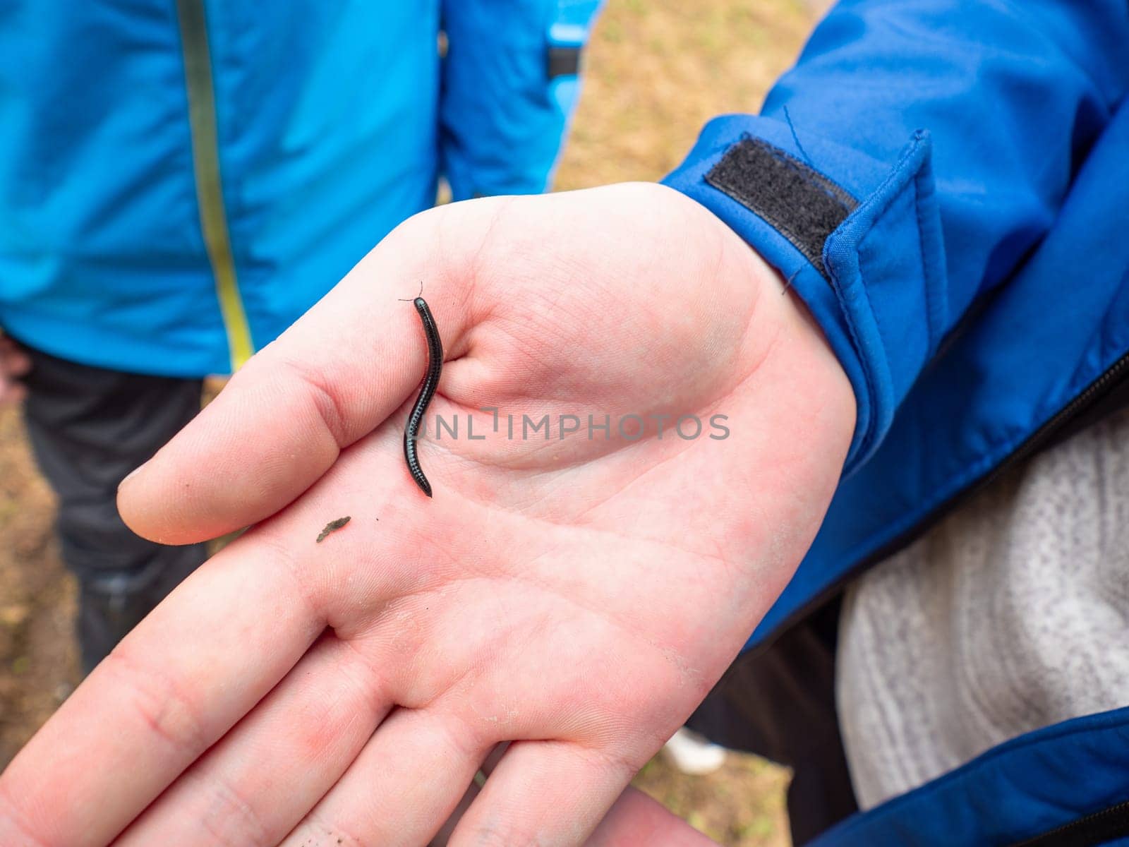 Children hand holding small centipede. by rdonar2