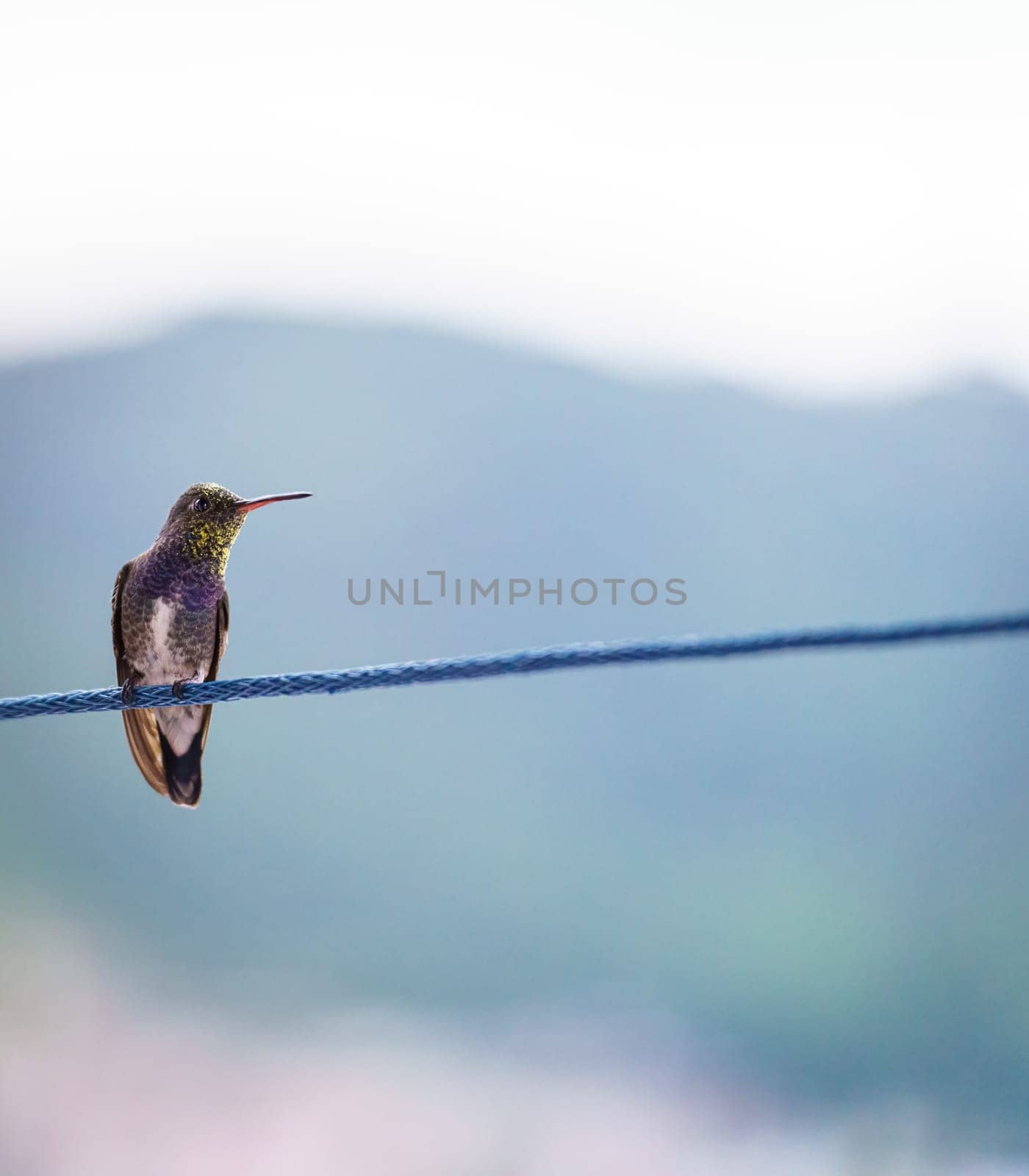 Colorful Hummingbird Perched on Clothesline by FerradalFCG