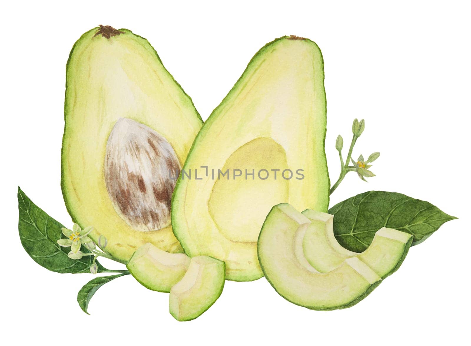 Avocado pieces with leaves and flowers watercolor hand drawn realistic illustration. Green and fresh art of salad, sauce, guacamole, smoothie ingredient. For textile, menu, cards, paper, package, cooking books design