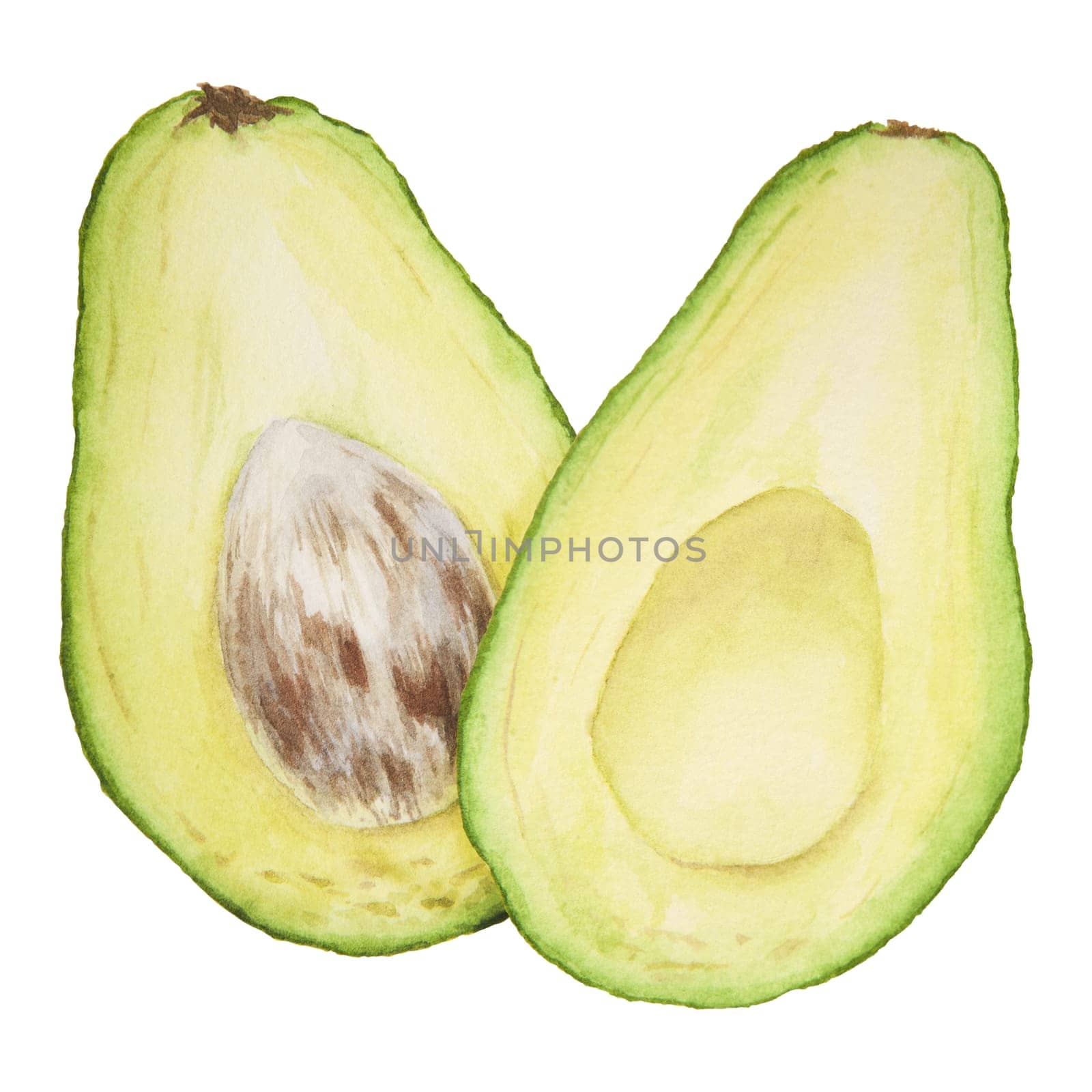 Avocado halves watercolor hand drawn realistic illustration. Green and fresh art of salad, sauce, guacamole, smoothie ingredient. For textile, menu, cards, paper, package, cooking books design