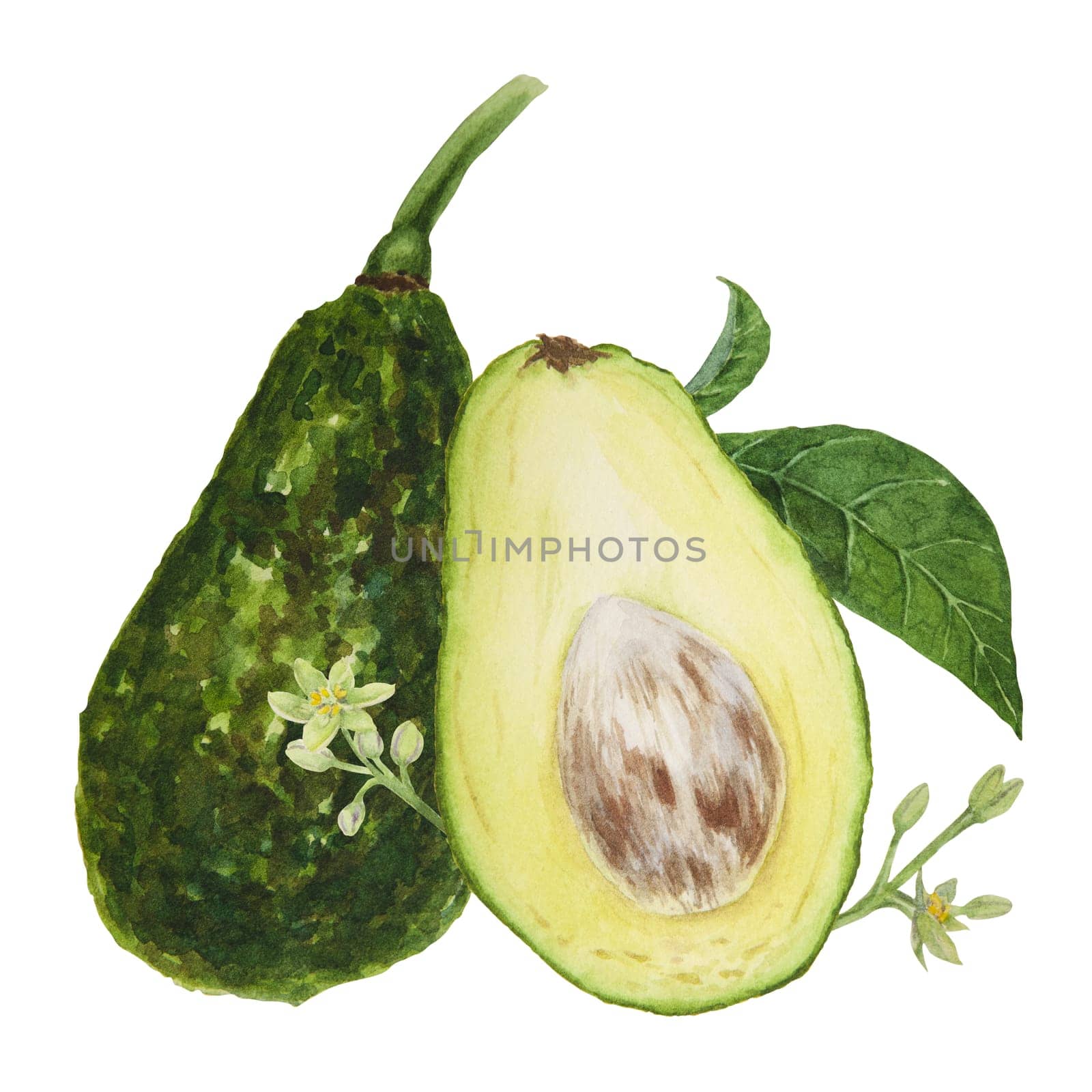Avocado pieces with leaves and flowers watercolor hand drawn realistic illustration. Green and fresh art of salad, sauce, guacamole, smoothie ingredient. For textile, menu, cards, paper, package, cooking books design