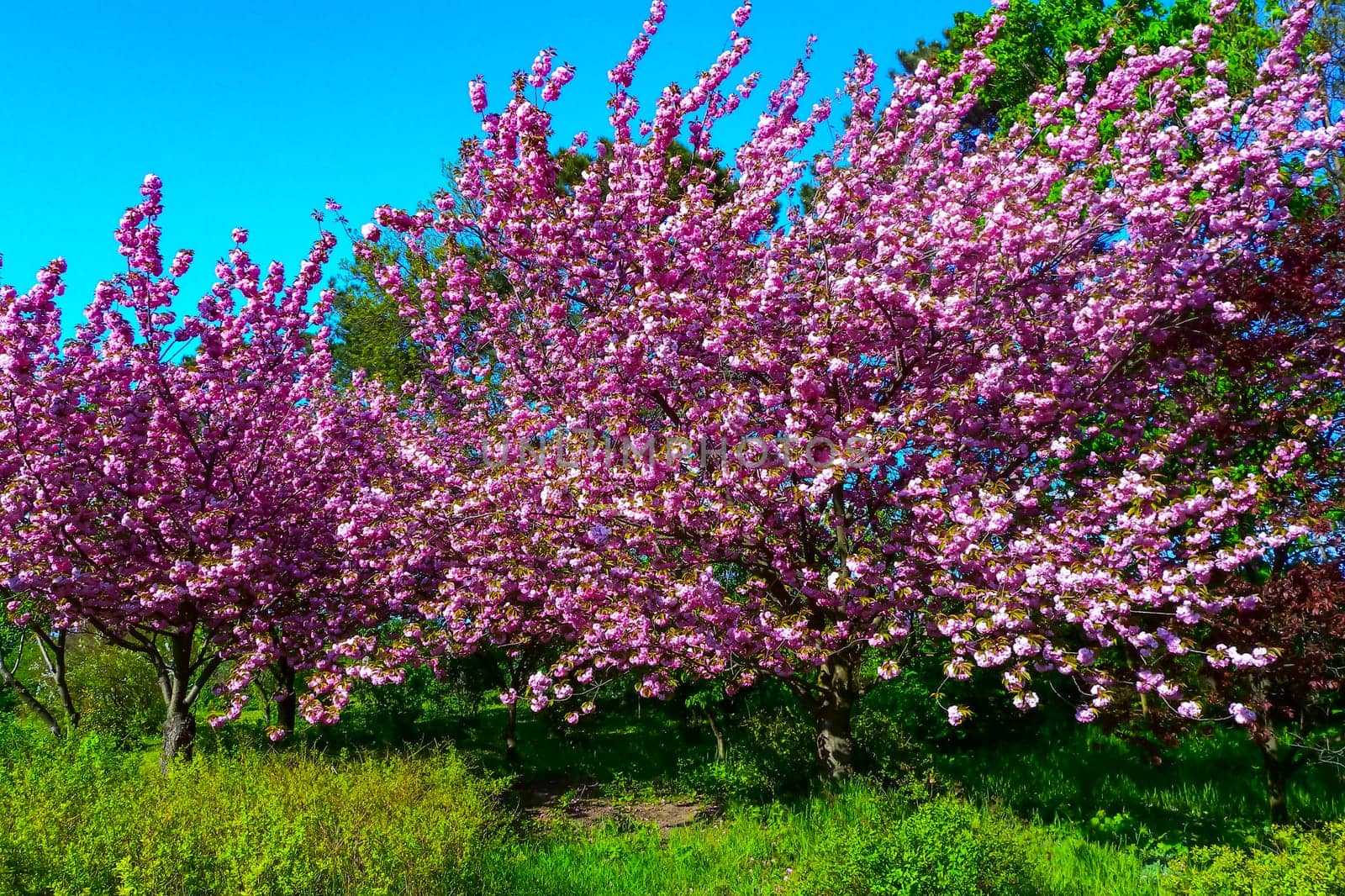 Blooming sakura tree in the botanical garden, Ukraine by Hydrobiolog