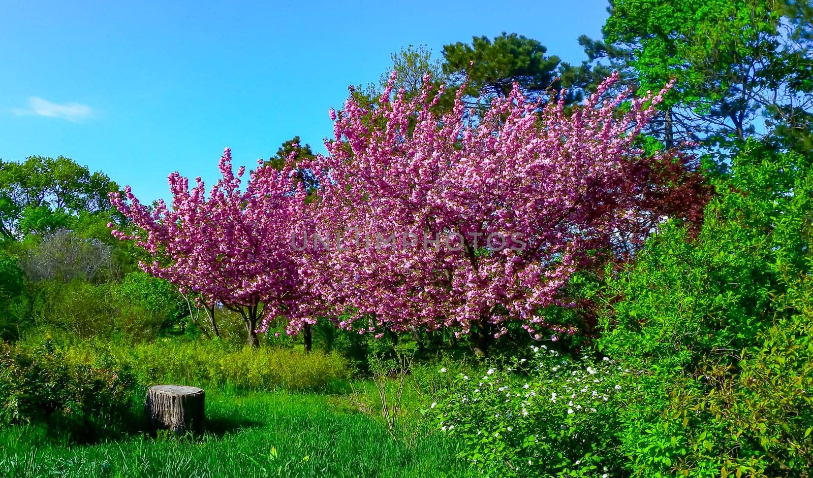 Blooming sakura tree in the botanical garden, Ukraine