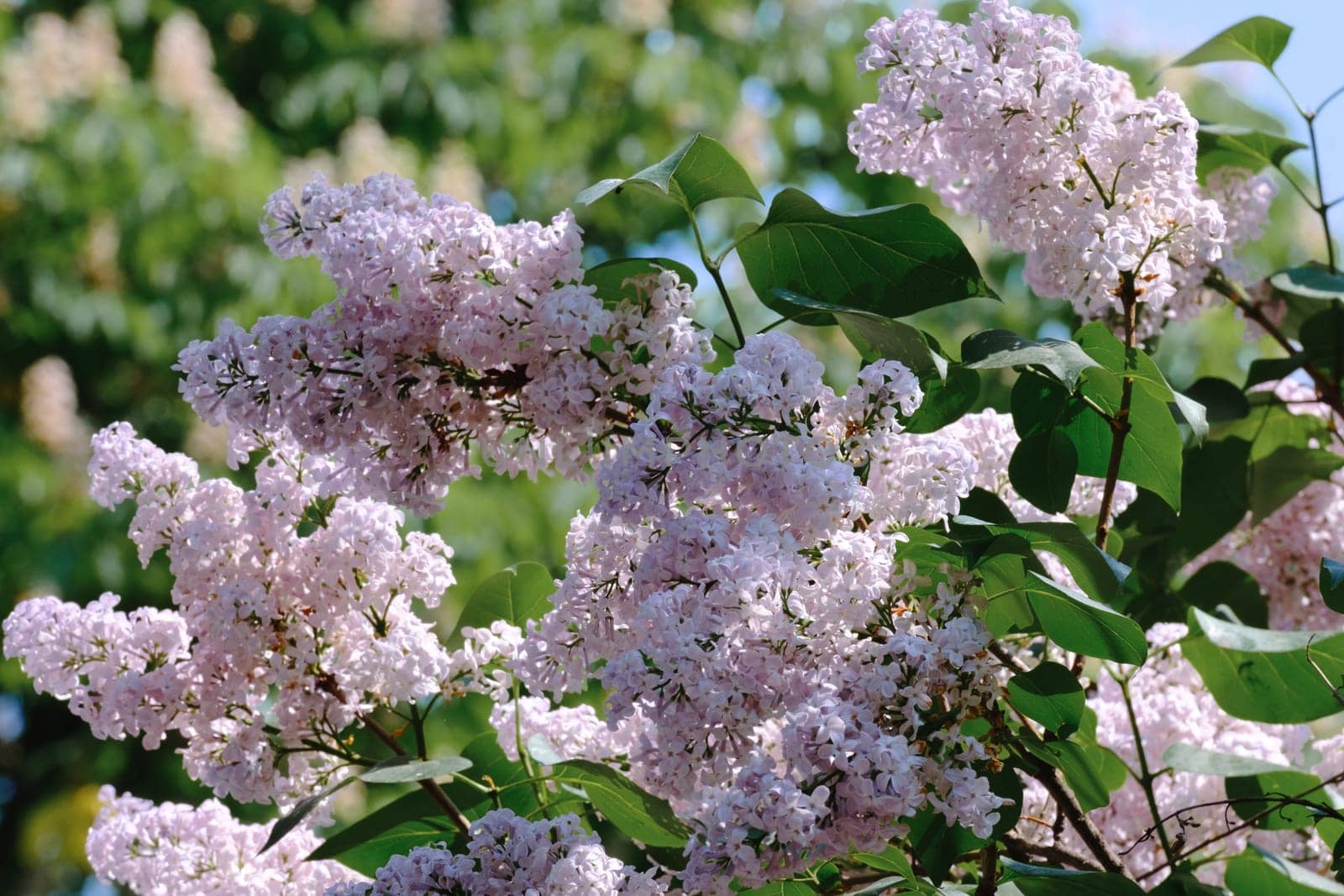 Branches of blooming lilac tree sways in the wind. Lilac branch in garden. by leonik