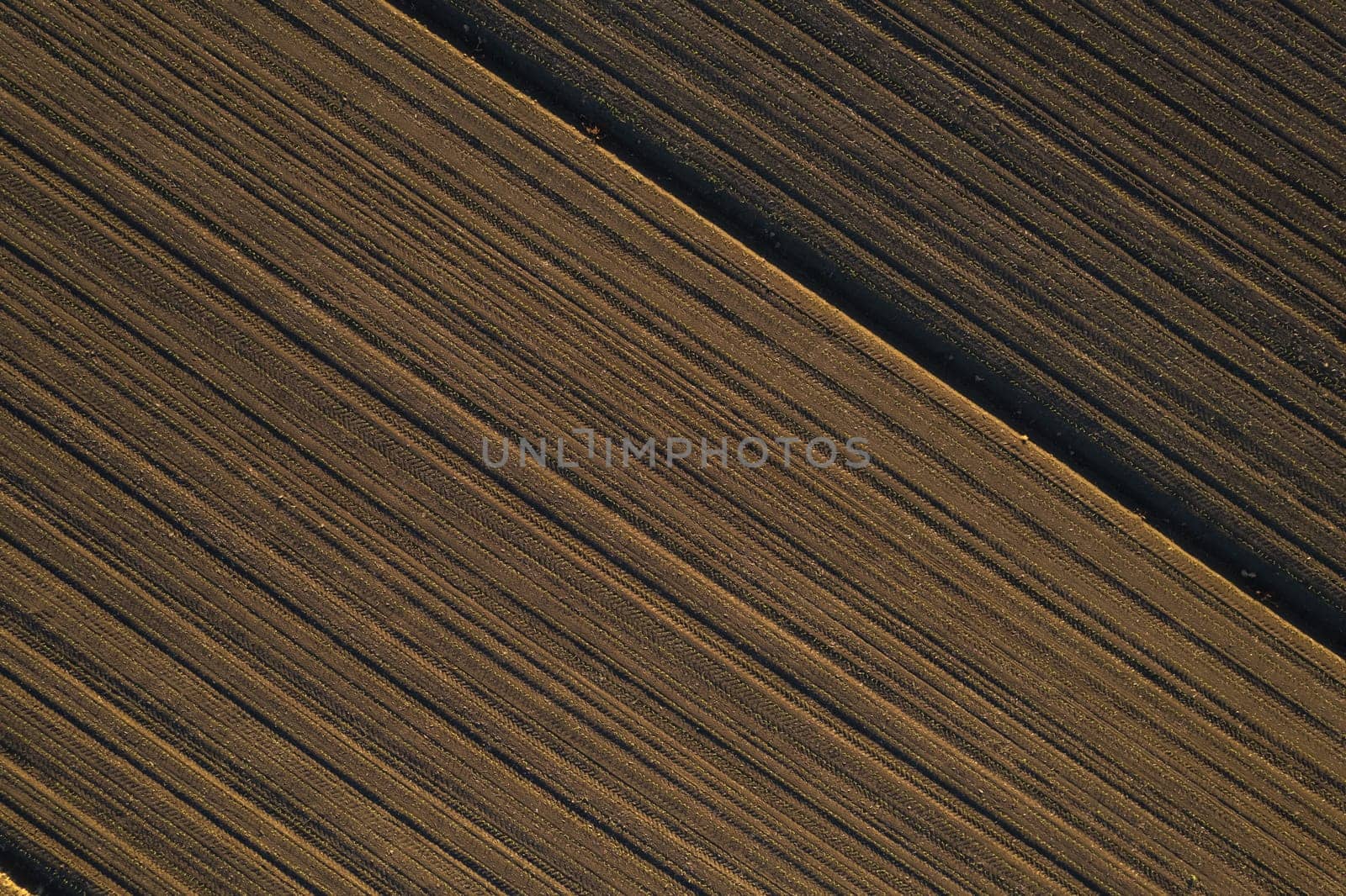 aerial view of young corn crops grwing under the sun in dry soil at sunset by verbano