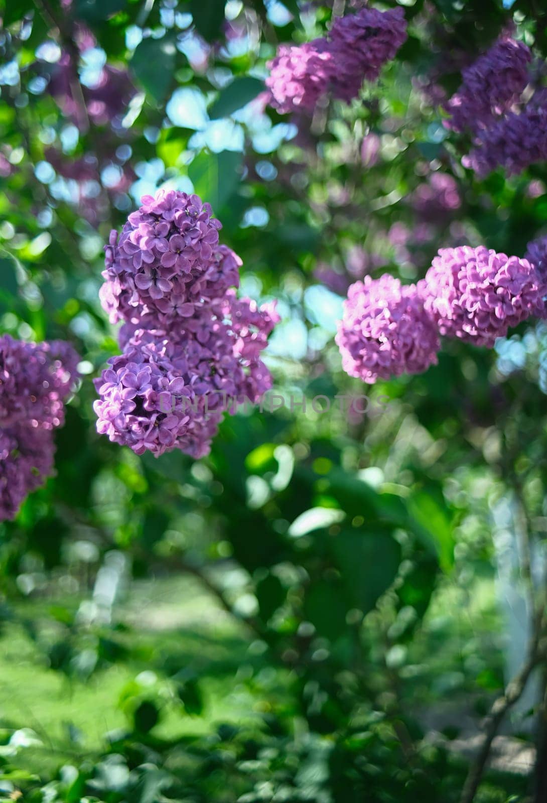 Lilac with bokeh and and green branches. Lilac with bokeh and green branches. Lilac close-up in the garden.