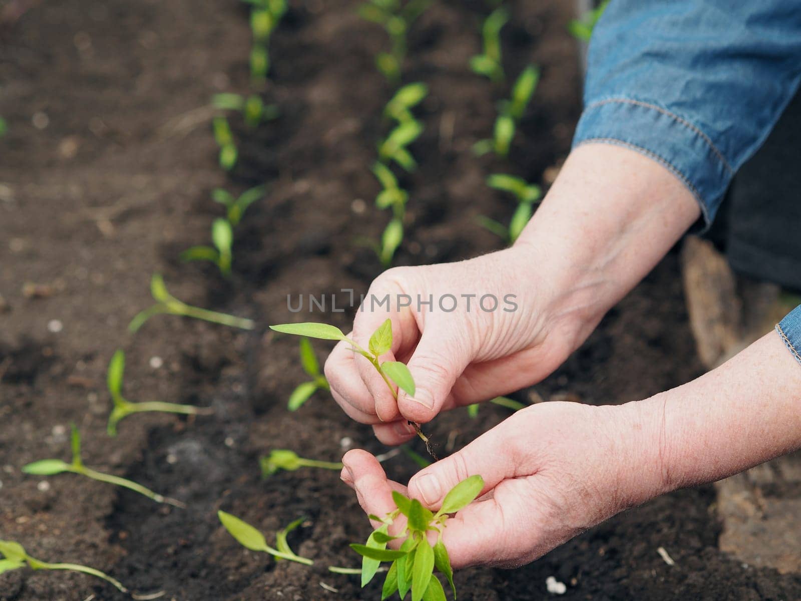 The process of planting small seedlings of bell pepper in a greenhouse.Women's hands spread the sprouts on the ground.Spring gardening. Agriculture.