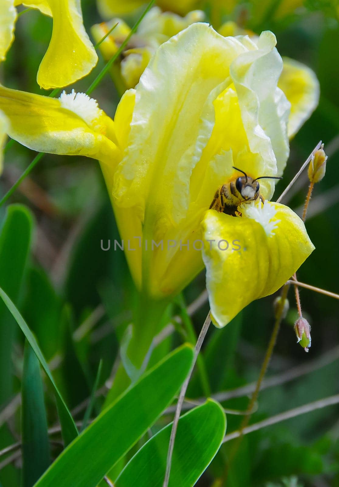 Yellow flowers, Endangered steppe plant pygmy iris or dwarf iris (Iris pumila), Red Book of Ukraine by Hydrobiolog