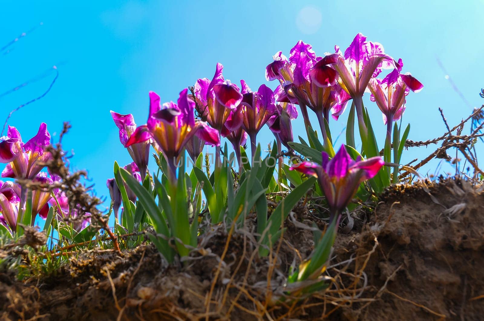 Purple flowers, Endangered steppe plant pygmy iris or dwarf iris (Iris pumila), Red Book of Ukraine by Hydrobiolog