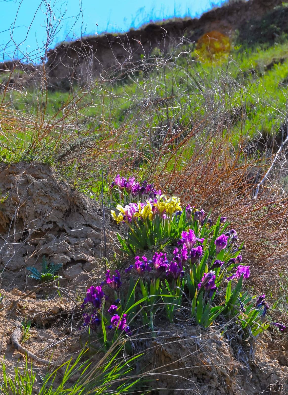 Yellow and purple flowers, Endangered steppe plant pygmy iris or dwarf iris (Iris pumila), Red Book of Ukraine
