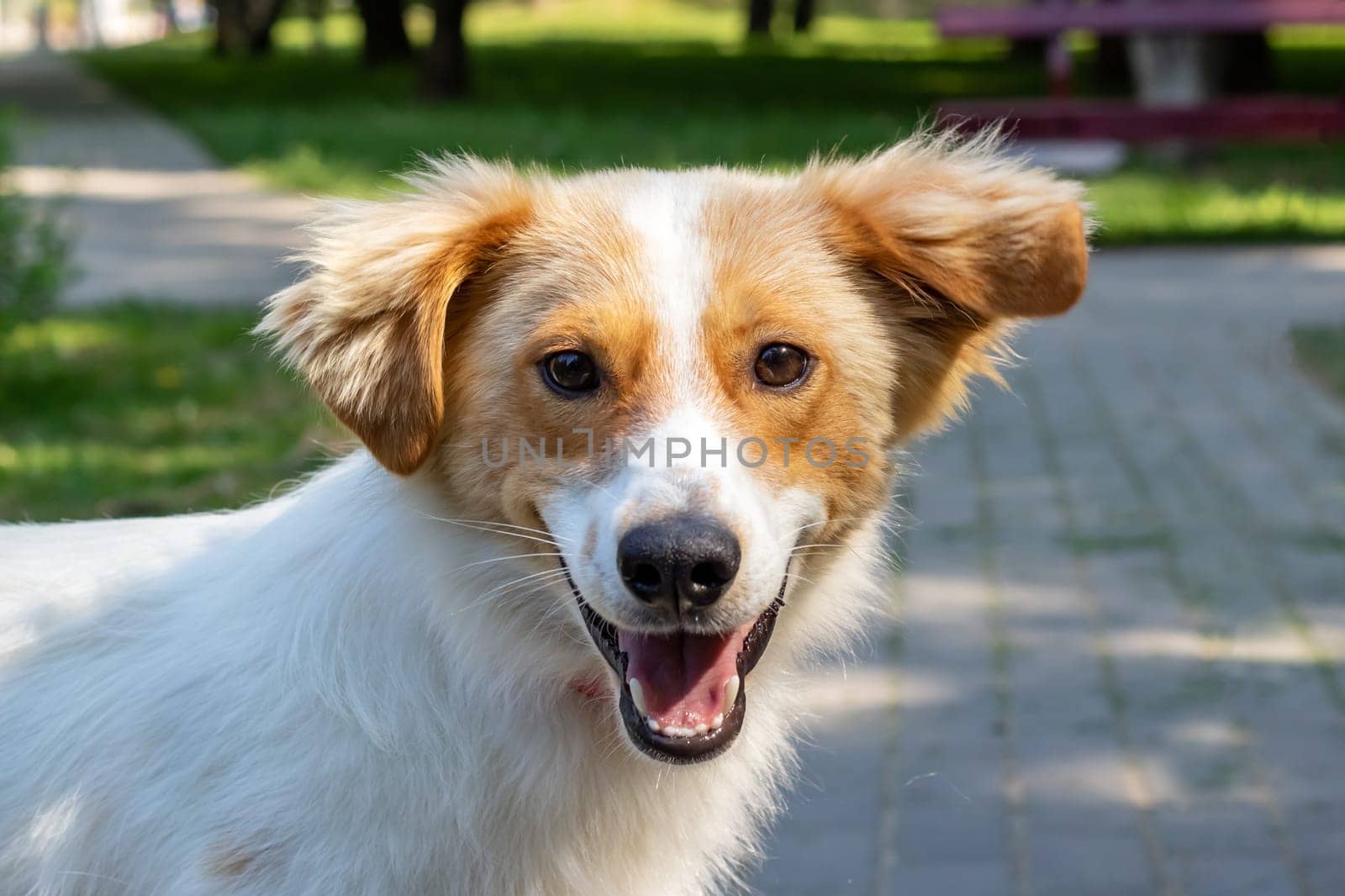 Red shaggy dog smiling in the park close up