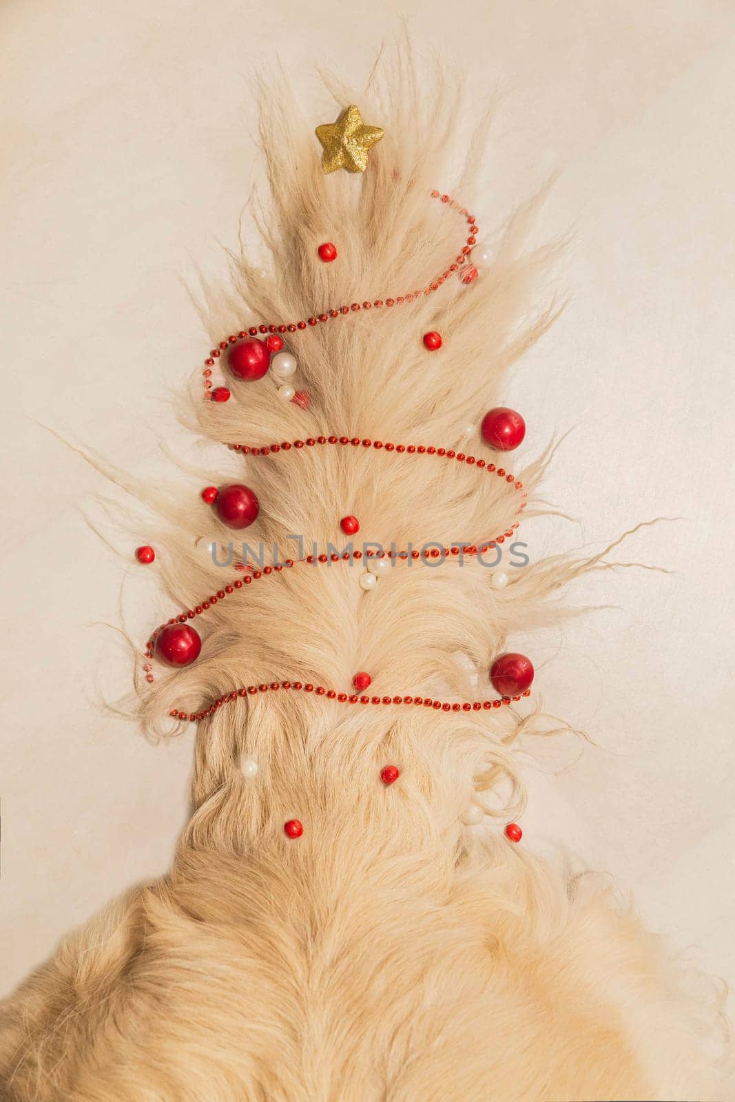 Light dog tail decorated like a christmas tree.