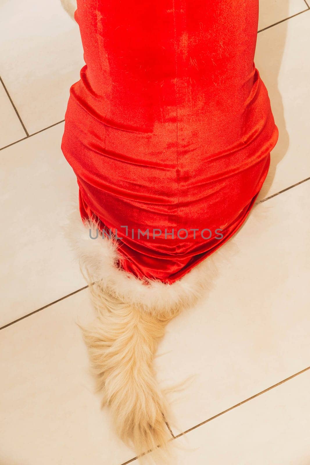 Tail of golden retriever in a red dress.