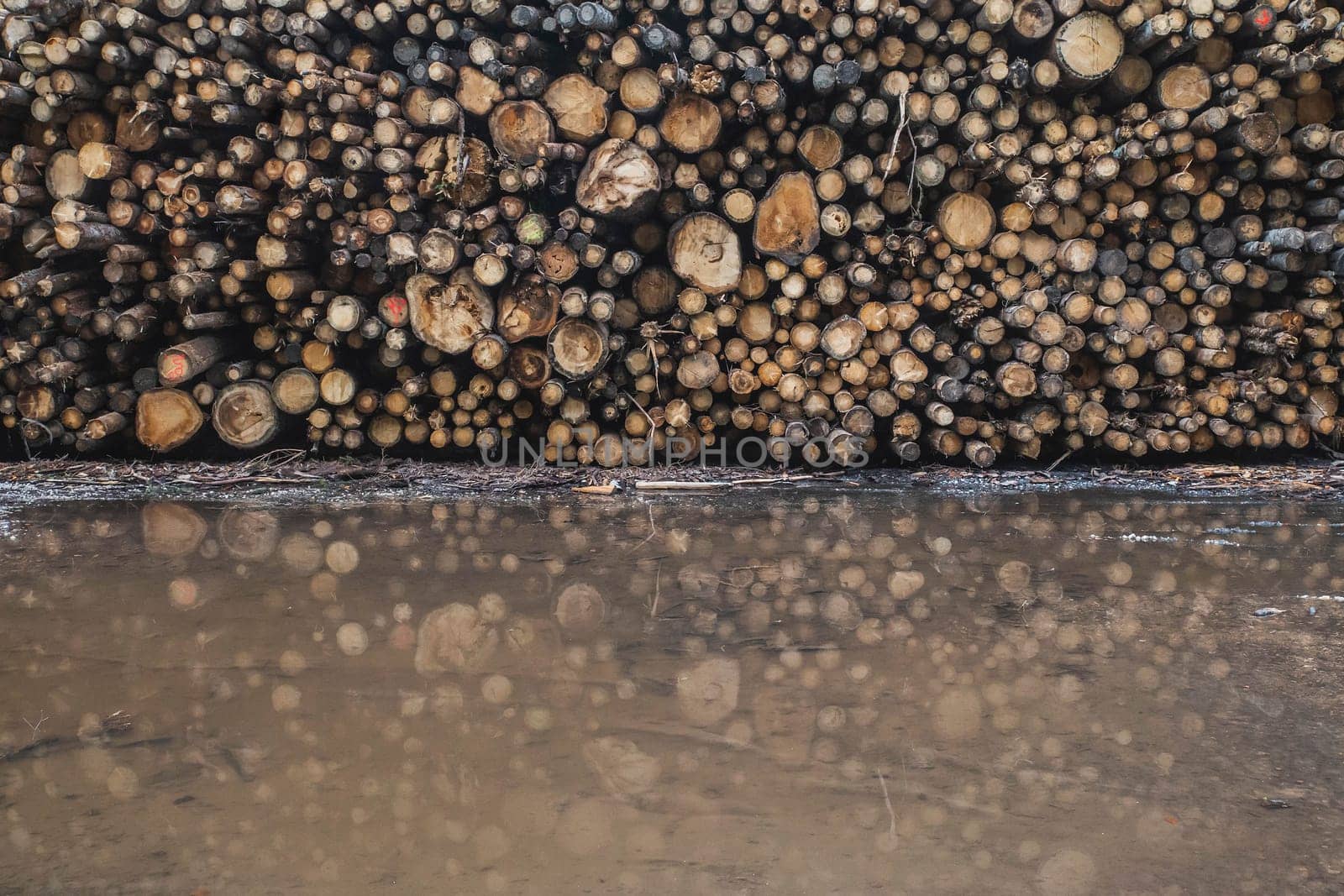huge pile of cut trees is reflected in a large puddle.