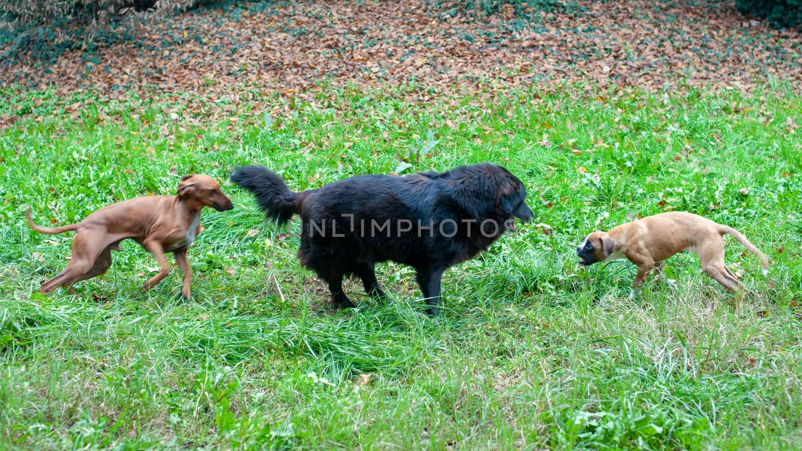 mixed race dog playing in the garden with smaller dogs