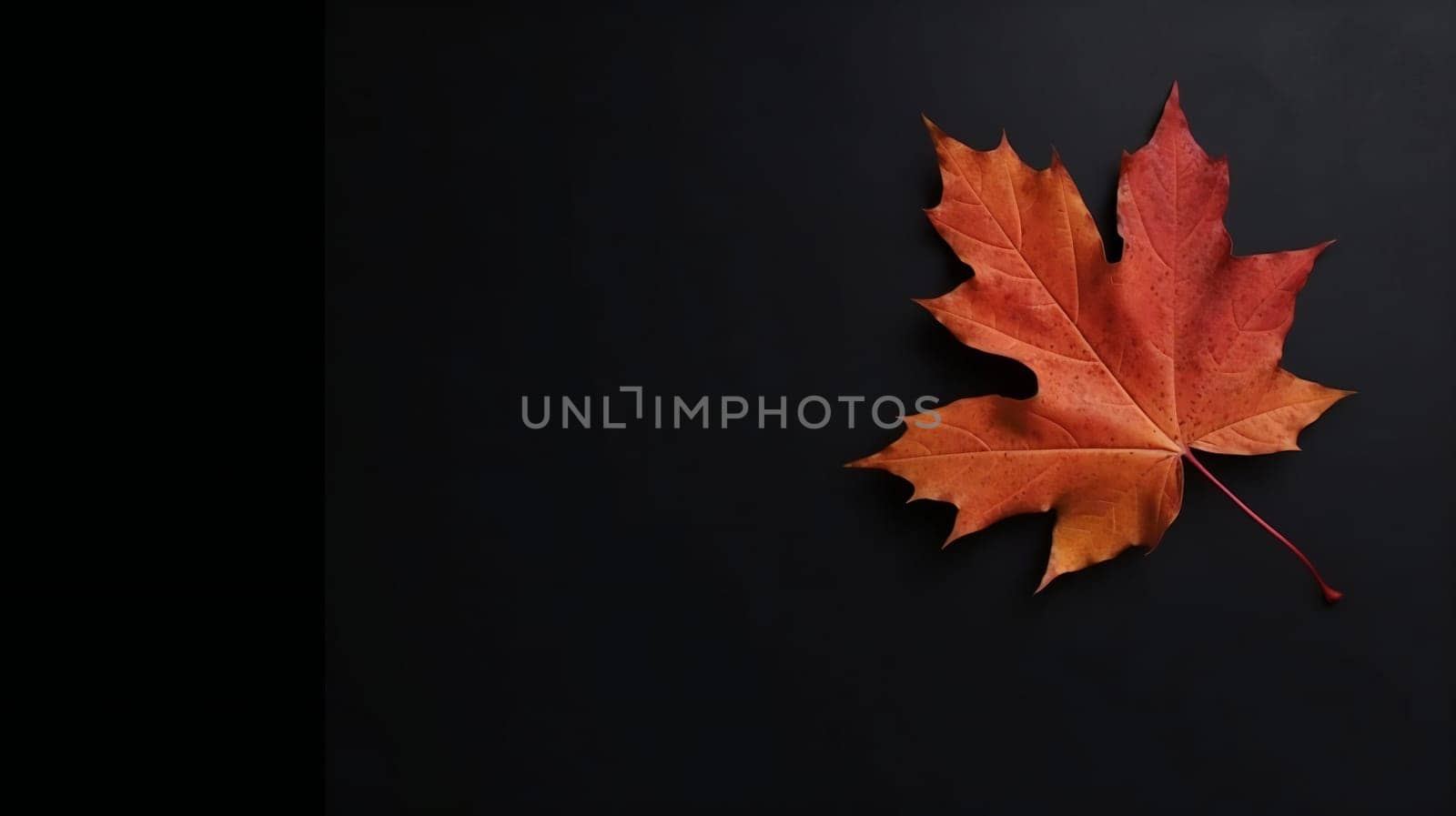 Autumn background orange marple leaf on black with copy space for text. Fall background. Banner