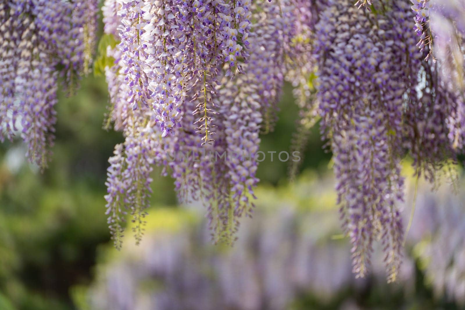 Blooming Wisteria Sinensis with classic purple flowers in full bloom in hanging racemes against a green background. Garden with wisteria in spring