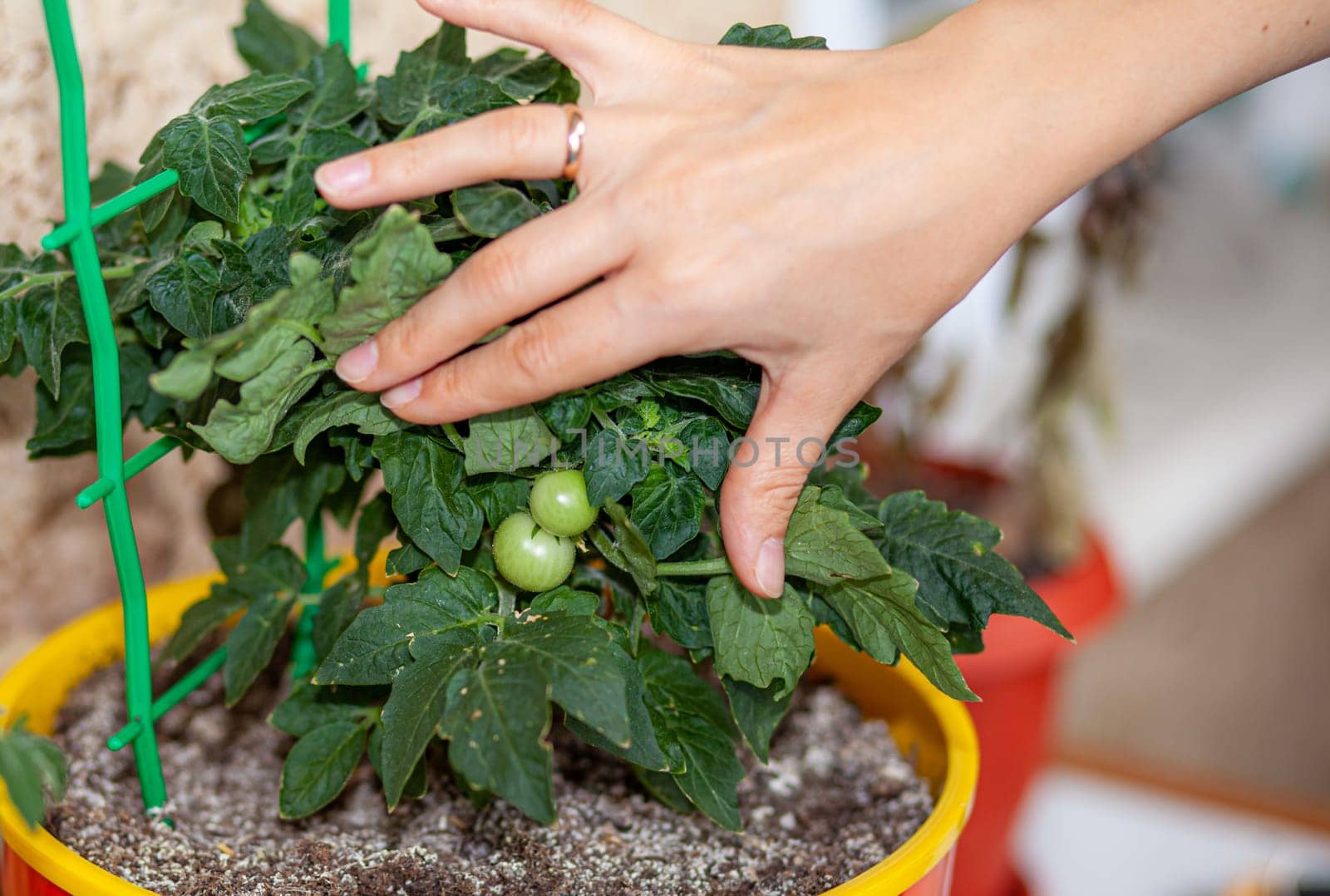 Unripe small tomatoes growing on the windowsill. Young fruit on bush. by AnatoliiFoto