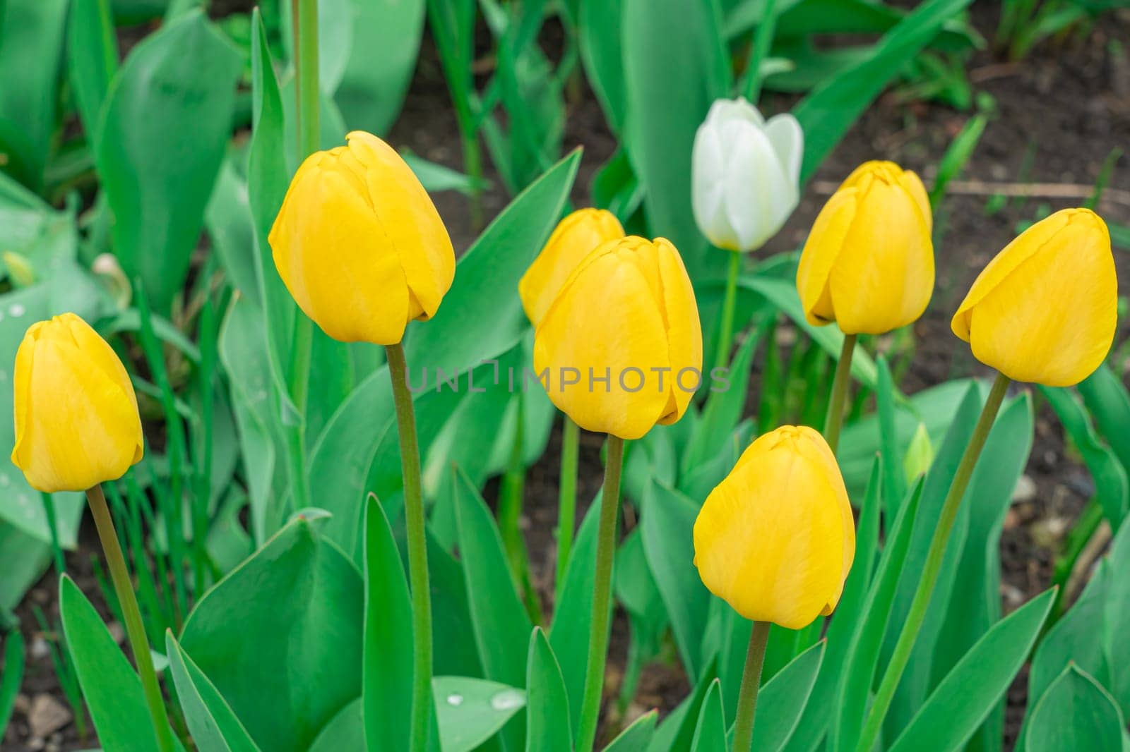 Yellow tulips close-up on a beautiful background by roman112007