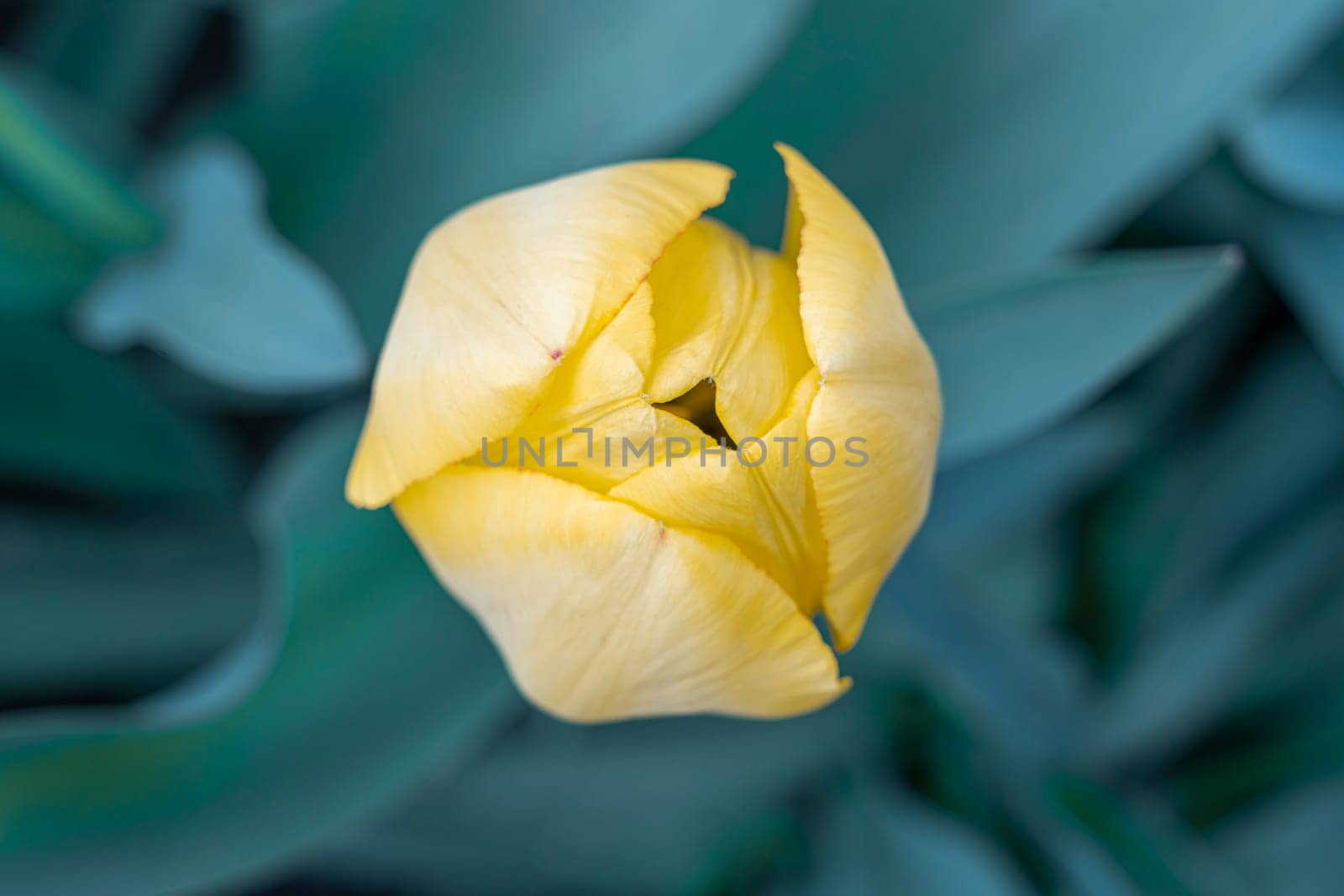 Yellow tulips close-up on a beautiful background by roman112007