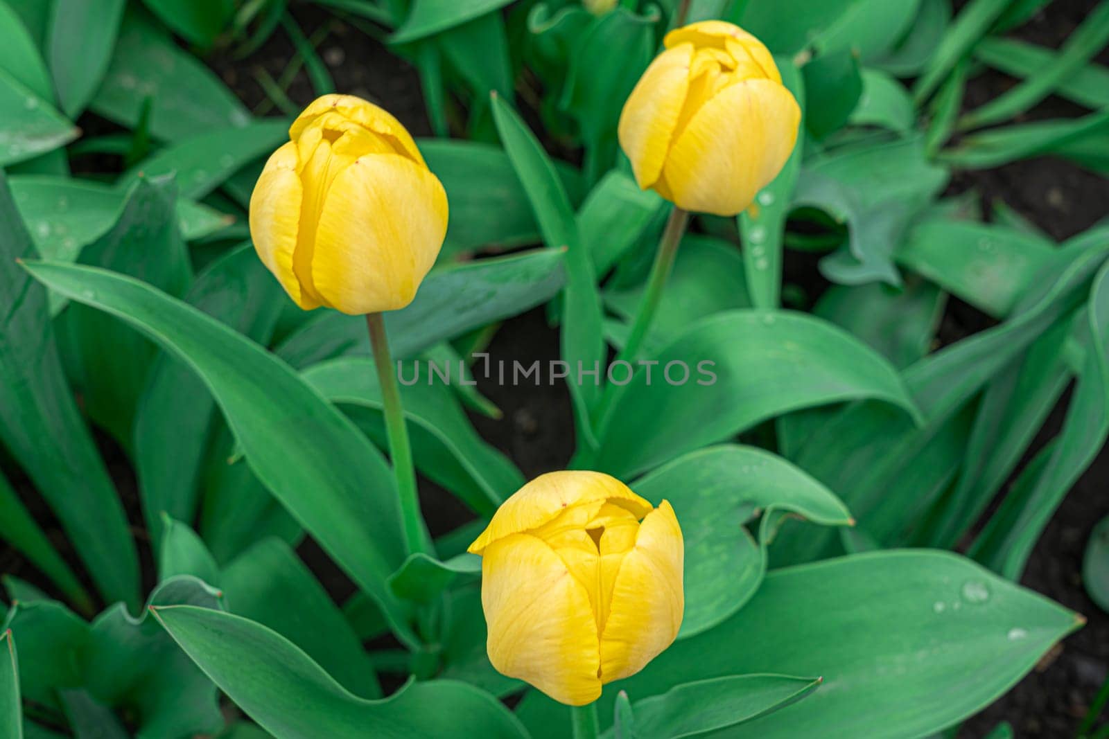 Yellow tulips close-up on a beautiful background by roman112007