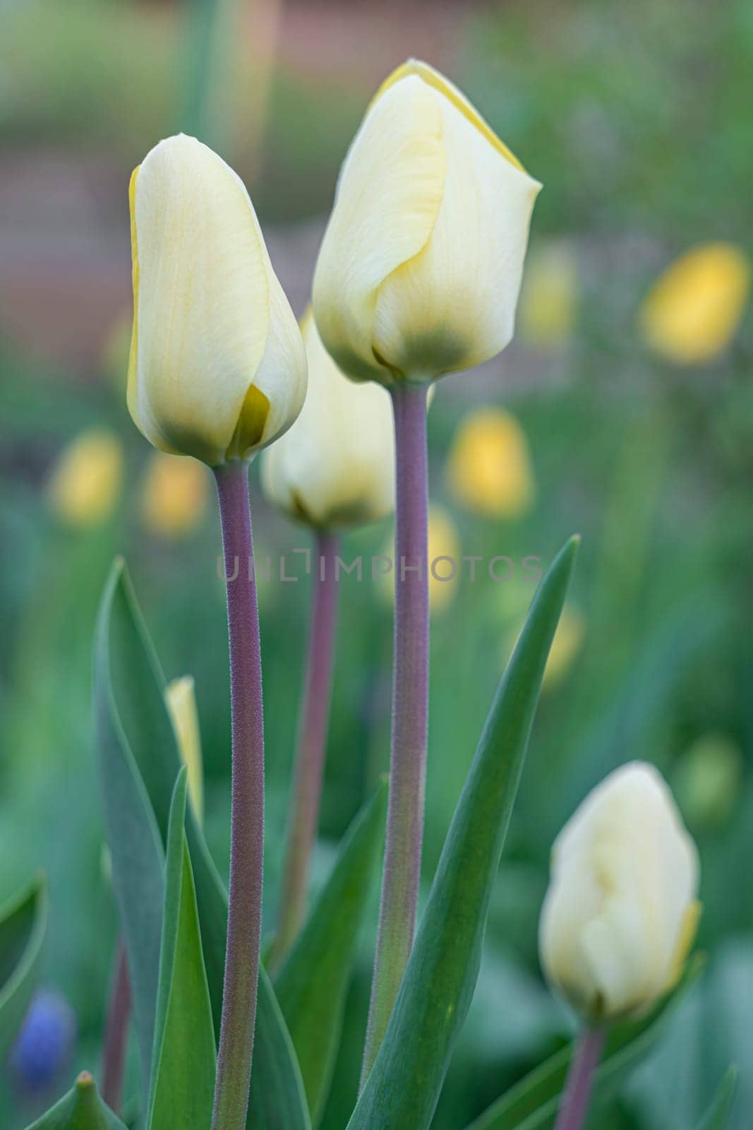 Yellow tulips close-up on a beautiful background by roman112007