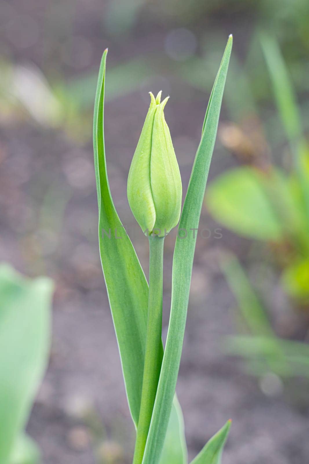 Yellow tulips close-up on a beautiful background. photo beautiful