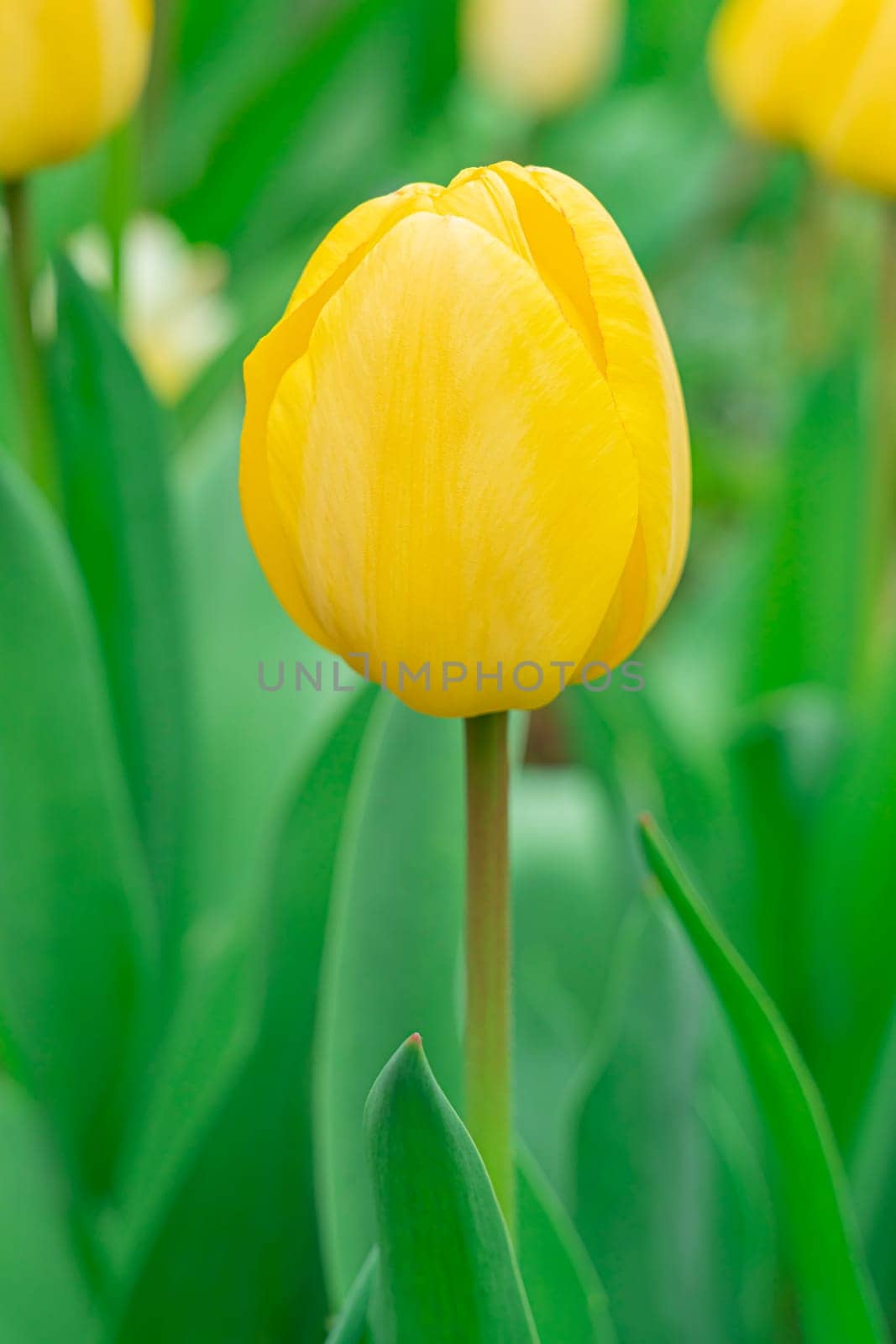 Yellow tulips close-up on a beautiful background by roman112007