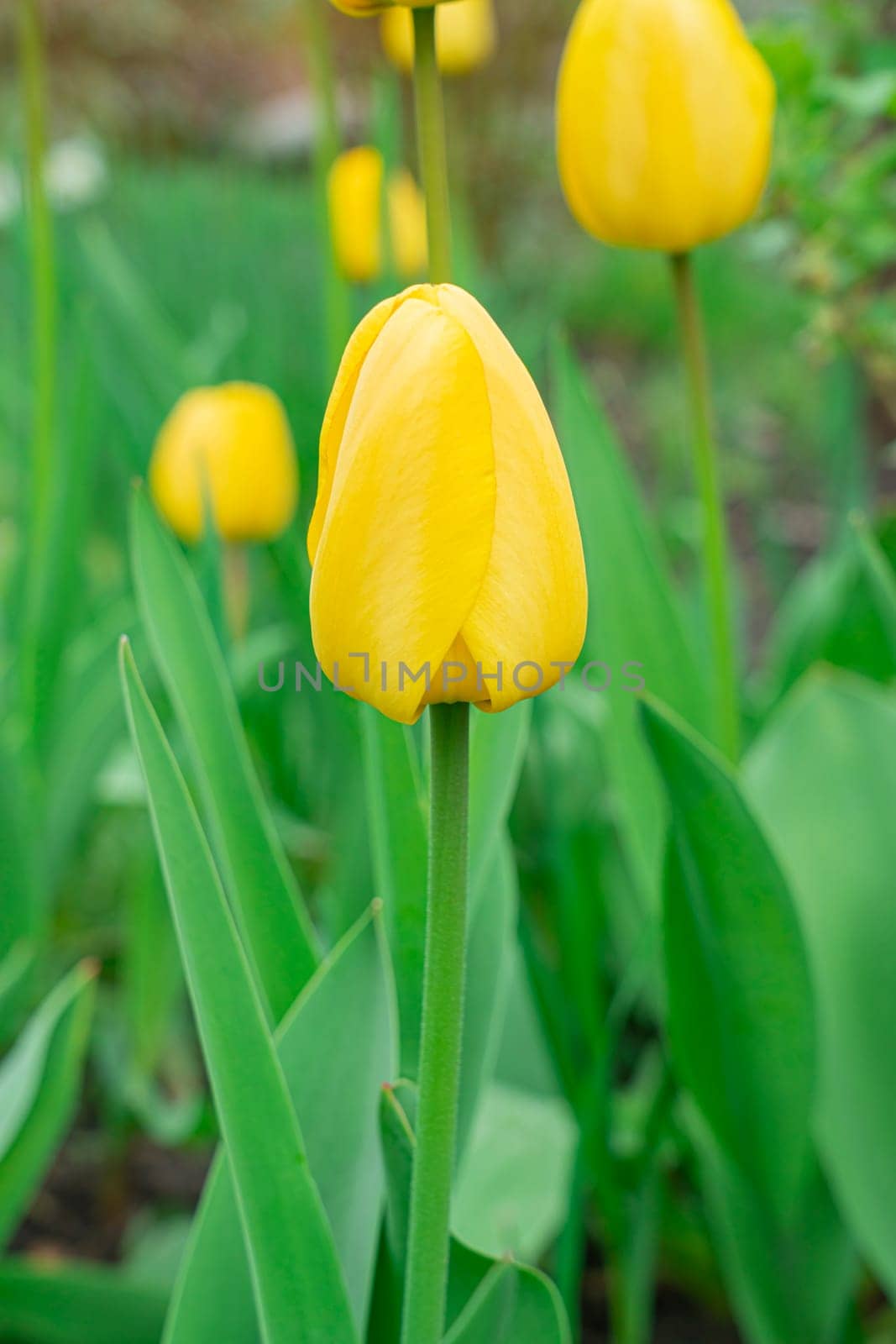 Yellow tulips close-up on a beautiful background by roman112007