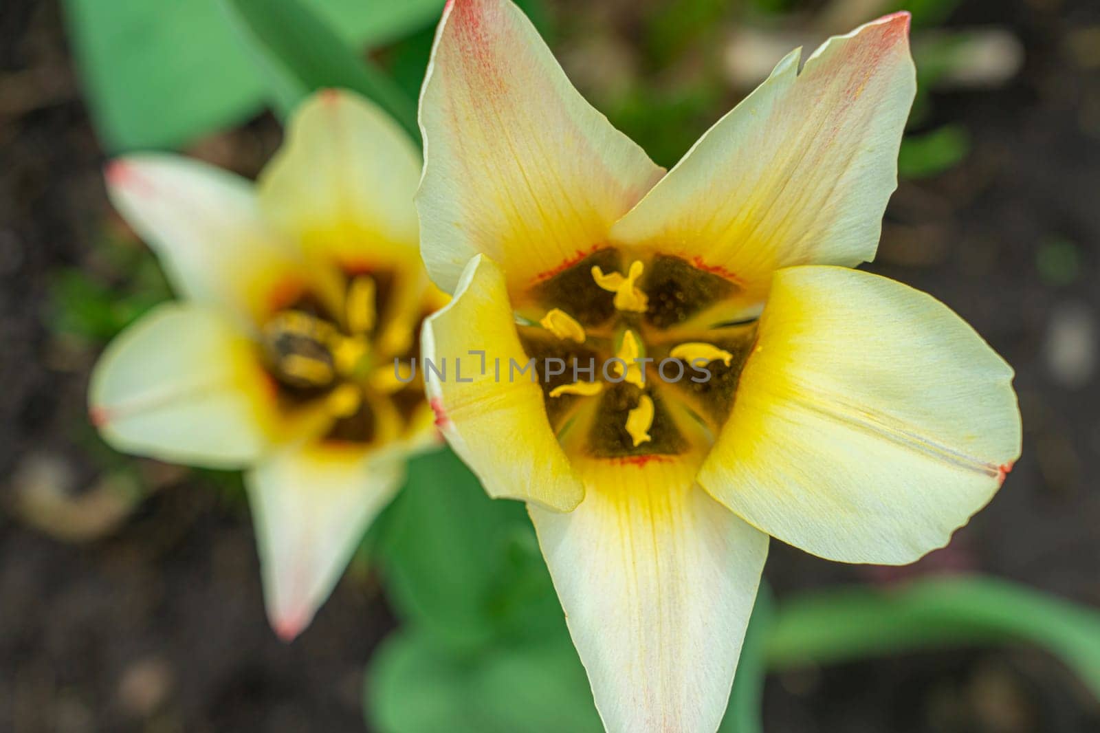 Yellow tulips close-up on a beautiful background by roman112007