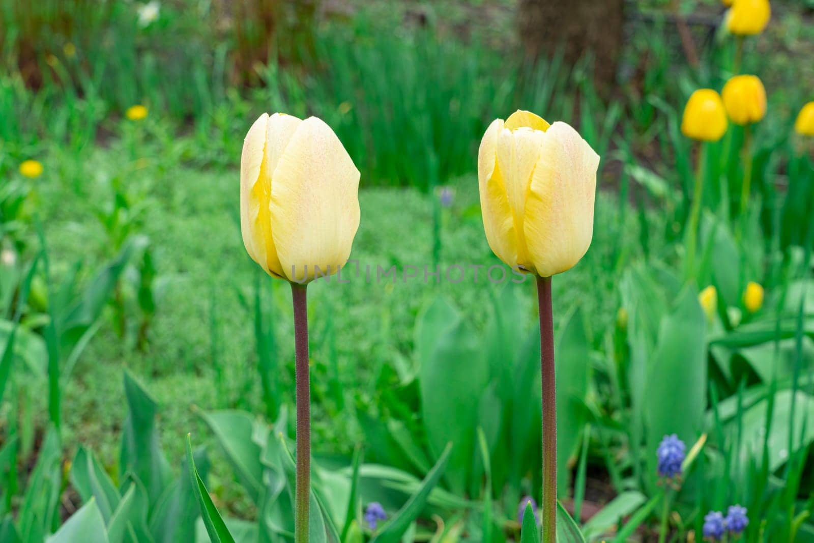 Yellow tulips close-up on a beautiful background by roman112007